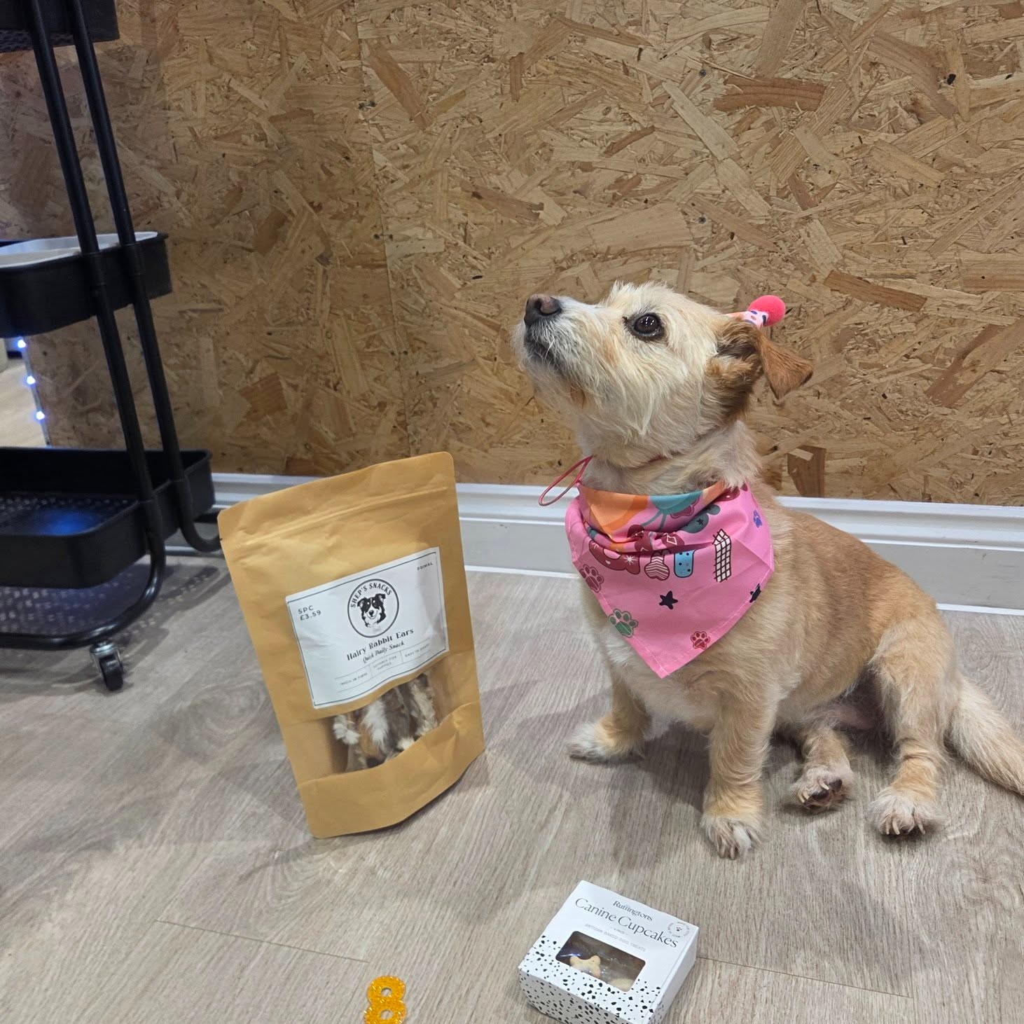 Happy birthday to Mollie.
Our four-legged farm helper is celebrating today, and we think she deserves a little birthday mention of her own.
Whether she’s supervising around the farm, greeting visitors in the farm shop, or just making sure nobody has snacks without her noticing, Mollie is very much part of life here at Little Clayhill Farm.
Join us in wishing her a very happy birthday.
#LittleClayhillFarm #FarmDog #HappyBirthdayMollie