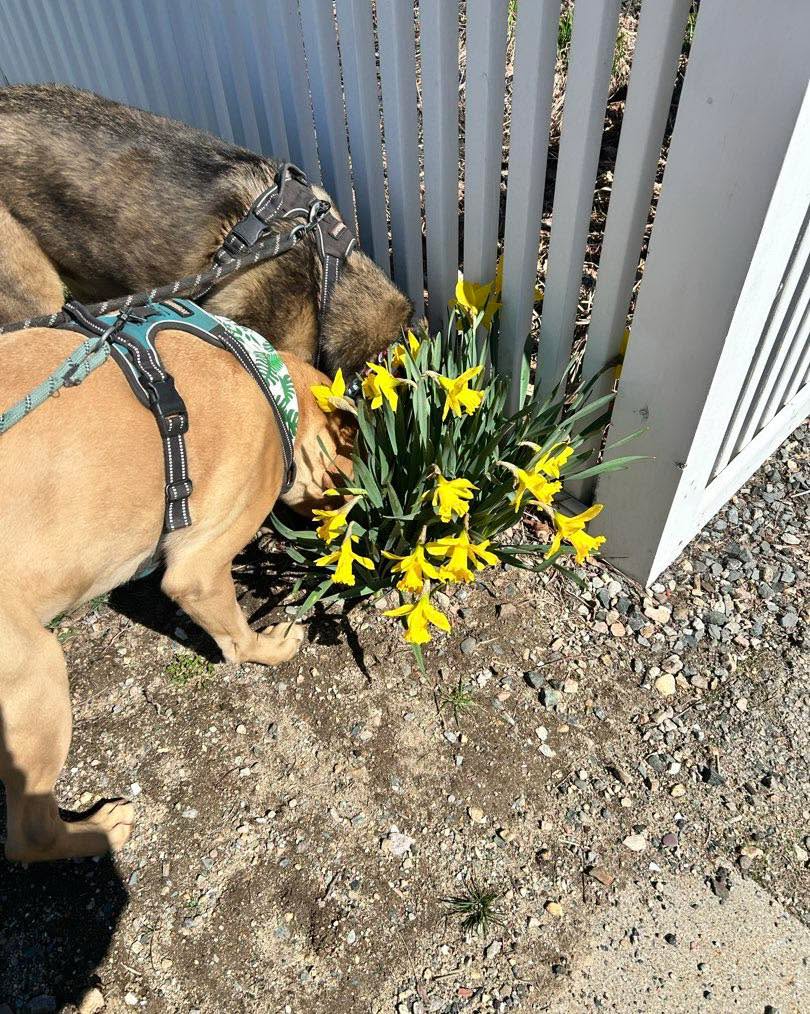 This weekend, take some time to smell the flowers like Tobi and Tobias! #springhassprung #muttsofinstagram #tgif 📸 by SO