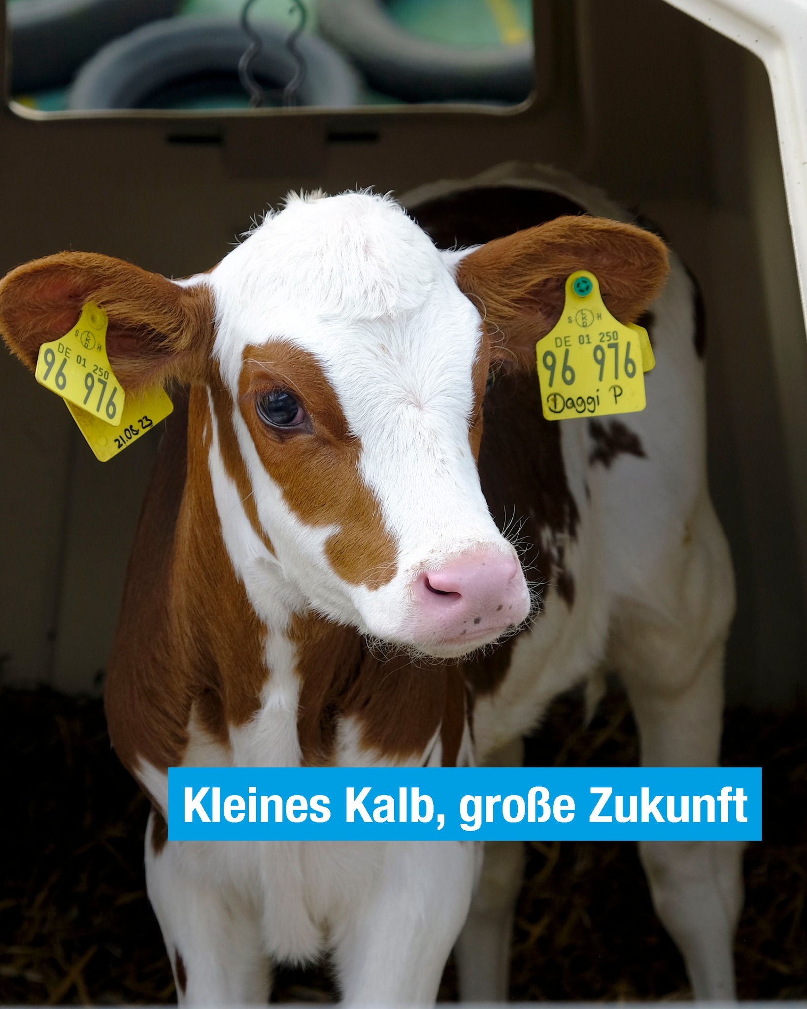 Unsere Trainees im Herdenmanagement begleiten die Kälber von den ersten Stunden an 🐄✨
Mit Biestmilch, Ruhe und täglicher Kontrolle legen sie den Grundstein für Gesundheit, Wohlbefinden und ein starkes Leben.
So tragen unsere Trainees bei DairyQ aktiv zur Zukunft unserer Herde bei. 💚
#dairyq #trainee #herdenmanagemant #landwirtschaft #kälbchen