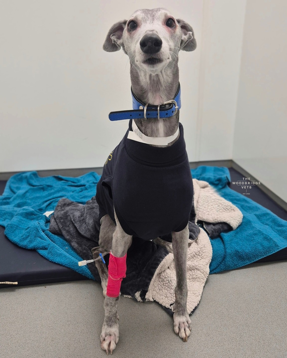 This is Wooble.
Wobble is a lovely Whippet who came into the care of our vet Simon after a lump was found at the base of his tail. After careful discussion and investigation, he went on to have surgery to remove the affected area and give him the best chance of a good outcome.
Wobble had a proximal caudectomy (tail amputation) to remove the affected tissue and reduce the risk of recurrence. He was kept comfortable throughout with a tailored pain relief plan and plenty of TLC from our nursing team 💙
Now he’s back home doing what he does best - being a happy, gentle boy and enjoying life again with his family. We’re so proud of how far he’s come - well done Wobble! 💙
#thewoodbridgevets #independentpractice #independentbusiness #veterinaryprocedure #suffolkvet #suffolkveterinarypractice #suffolkbusinessowner #veterinaryprocedure #veterinarymedicine #caudectomysurgery #whippet #dogs #canine