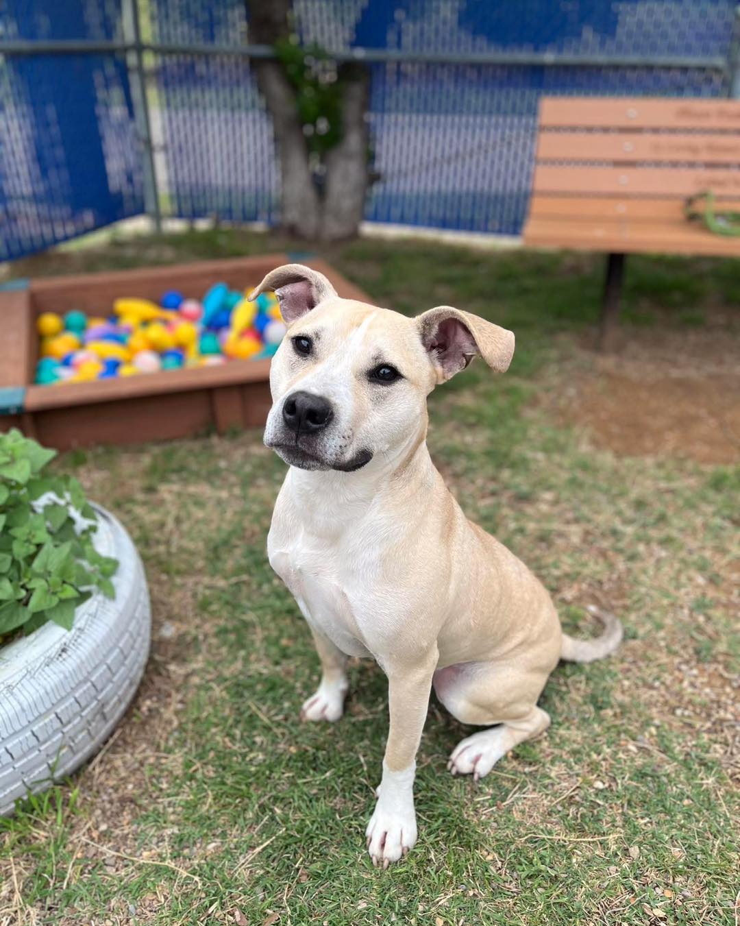 3 Week Transport Foster Needed for Spike!
From an amazing volunteer, Kellei:
Mr. Spike here is one of the lucky dogs tagged for our 5/5 transport. He only needs a foster till 5/3 to make his big trip. Everything about Spike was very easy…handling, walking, leashing! And every time I walked by his kennel (and it’s right by the exit door) he is curled up sleeping… even with people and dogs walking by, all dogs barking obsessively, the main door open to kennel 3 with outside noise and … he is out like a light! Honestly, I wish I could sleep like that! 😄
💙Spike 58372369
🐾Male, Neutered, 1.5 yr old, 42lbs
💙Dog Friendly
🐾Calm in kennel, medium energy outside
💙Easy to leash, handle and walk
🐾Knows sit and will do it before being asked
💙Very treat motivated and can be a little jumpy for them.
🐾Transport Date 5/5 Return Date 5/3
Located at Fort Worth Animal Care & Control- Silcox location : 4900 Martin Street, Fort Worth, TX 76119
Please EMAIL FWACCfoster@fortworthtexas.gov to save Spike or learn more!