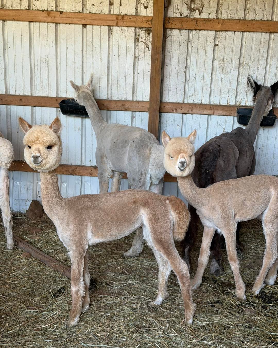 This weekend was our annual Alpaca shearing day! So glad cause the heat is coming. Check out the babies first shearing. So cuteee! Little bobble heads