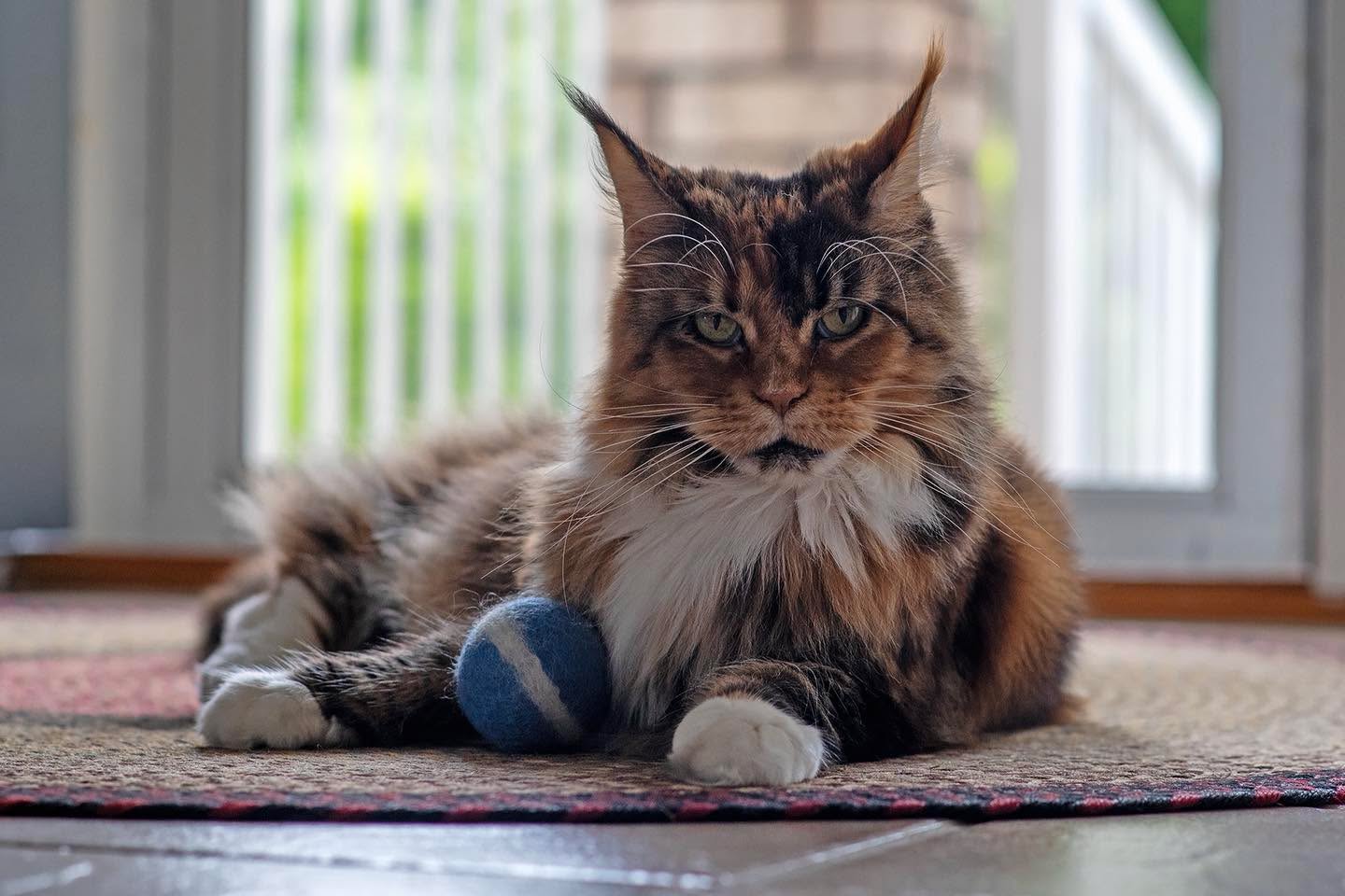 Happy National Pet Day. Our lovely Maine Coon Febe.