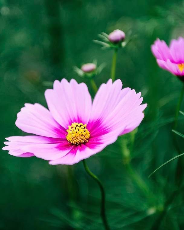 För att lyckas med rosenskära gäller det att ge den så lite näring som möjligt. Står den i näringsrik jord så blir det mycket bladverk men nästan inga blommor. Tro mig, jag har gjort det misstaget! 😖
Jag försådde mina inne idag och har redan förberett slutkrukorna. Jag fyllde dem med förra årets tomatjord, där borde det inte vara så mycket näring kvar!
Appen Mitt Trädgårdsår hjälper mig hålla koll på vilka växter som vill ha vilken näring, eller ingen näring. ☺️
#odlasnittblommor #odlablommor #frösådd #trädgårdsinspiration #trädgårdskalender