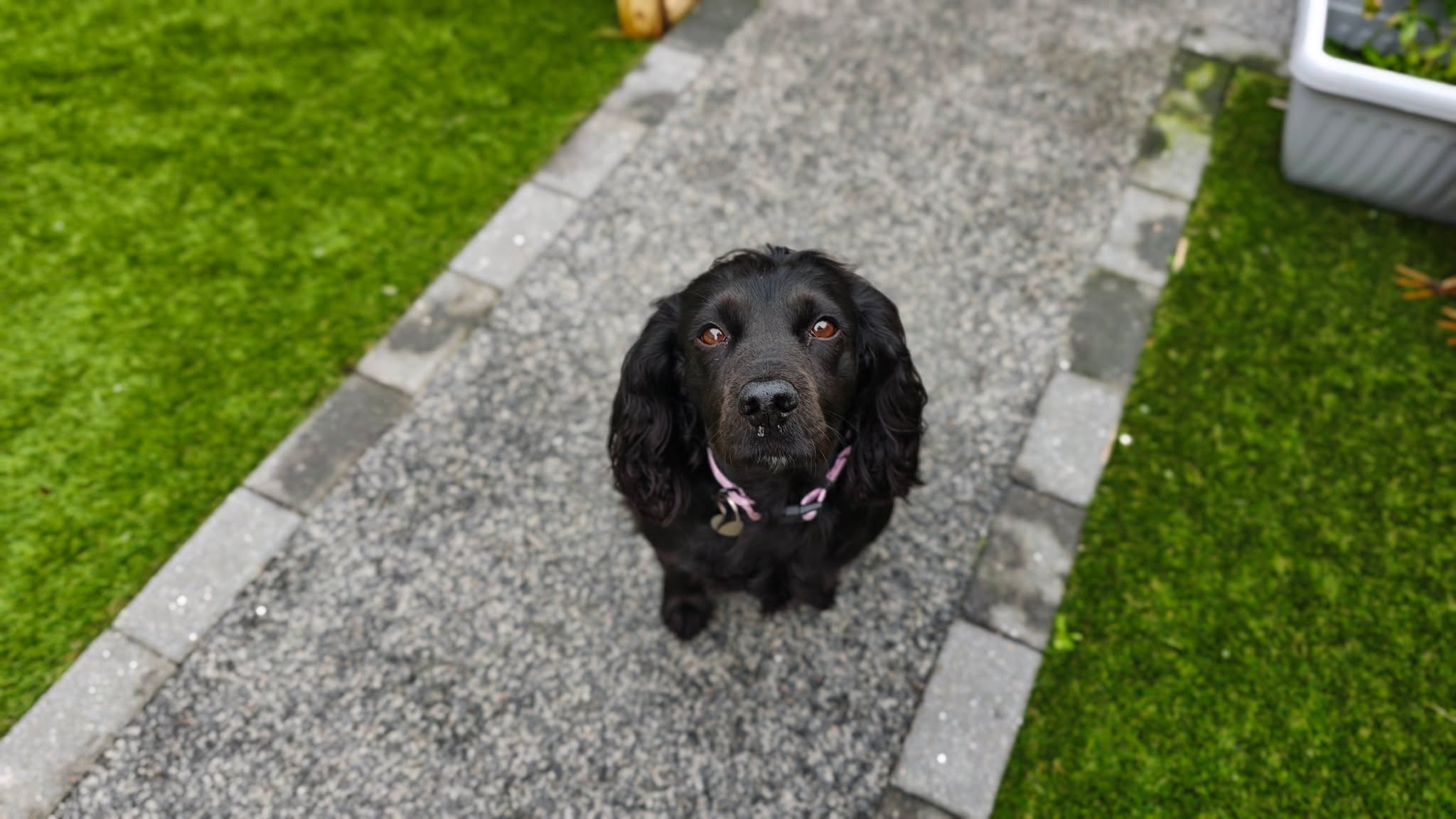 Fizz always loves her Hound Holidays π₯°
Our Hound Holidays are a true home away from home, so you can enjoy your holiday guilt free! πΎπΆ
More information and the enquiry form can be found on our website:
https://www.scallywagzpetservices.co.uk/houndholiday