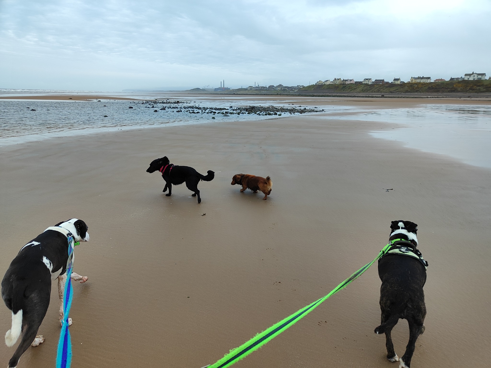 Ted, Missy, Luna and Buzz πΎ