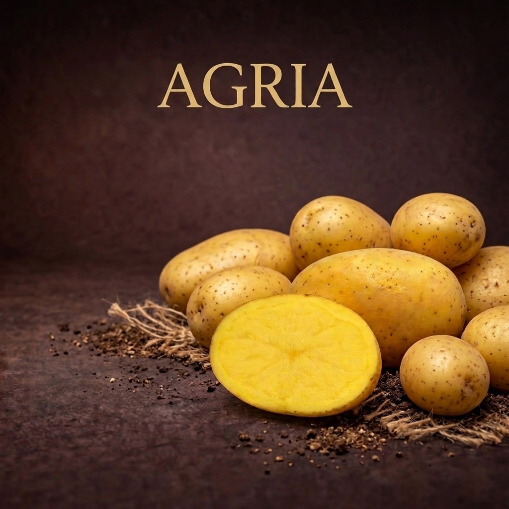 PONUKA SADBOVÝCH ZEMIAKOV – JAR 2026
Ešte stále stíhate zasadiť kvalitnú úrodu. Na sklade zostalo posledné množstvo overených odrôd s vysokou úrodnosťou a výbornou chuťou.
Výber odrôd:
• AGRIA – ideálna na hranolky aj bežný konzum
1 kg: 4,59 €
• ANUSCHKA – veľmi skorá, šalátová, vysoká úroda
5 kg: 6,23 €
• BALTIC ROSE – spoľahlivý výnos, univerzálne použitie
5 kg: 6,00 €
• COLOMBA – extrémne skorá, rýchla úroda
1 kg: 4,59 €
• COLETTE – pevná, ideálna do šalátov
5 kg: 6,23 €
• LAURA – červená šupka, výrazná chuť
5 kg: 6,23 €
Prečo kúpiť teraz:
✔ overené odrody s vysokou výnosnosťou
✔ vhodné pre záhradu aj menších pestovateľov
✔ posledné kusy skladom
Dostupné do vypredania zásob.
Objednávka rýchlo a jednoducho cez e-shop www.zelseed.sk