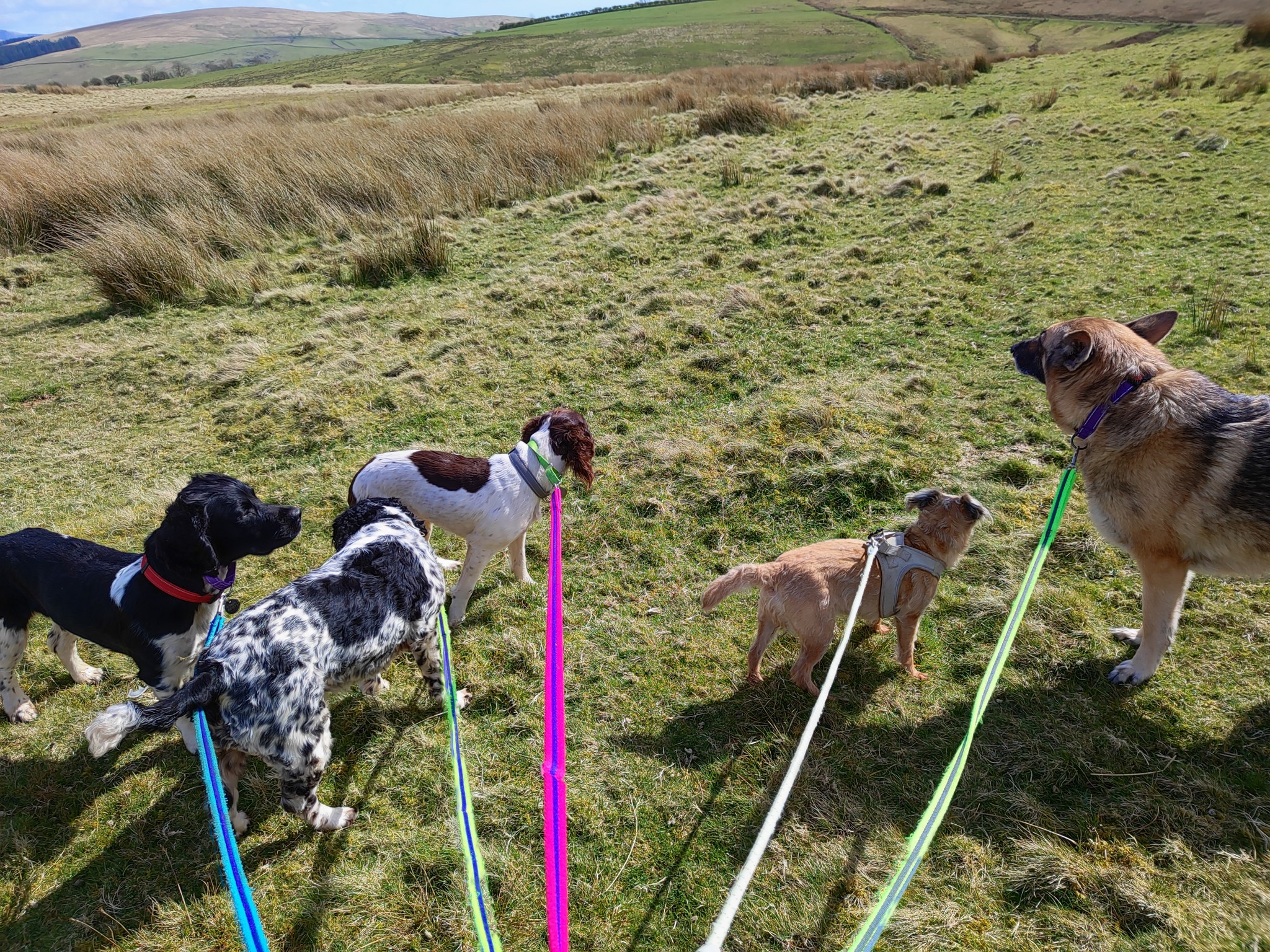 Millie, Mason, Maeve, Kira, Bella and Honey πΆ