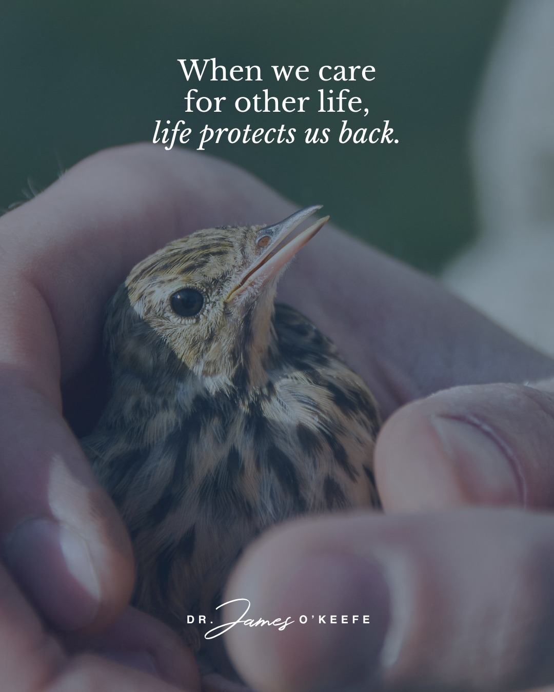 I’ve always believed that health isn’t just about taking care of ourselves.
It’s about taking care of life around us.
A small act of care—a bird, a pet, a neighbor—has a way of coming back to us.
In the form of calm.
Connection.
Meaning.
When we care for other life… life protects us back.