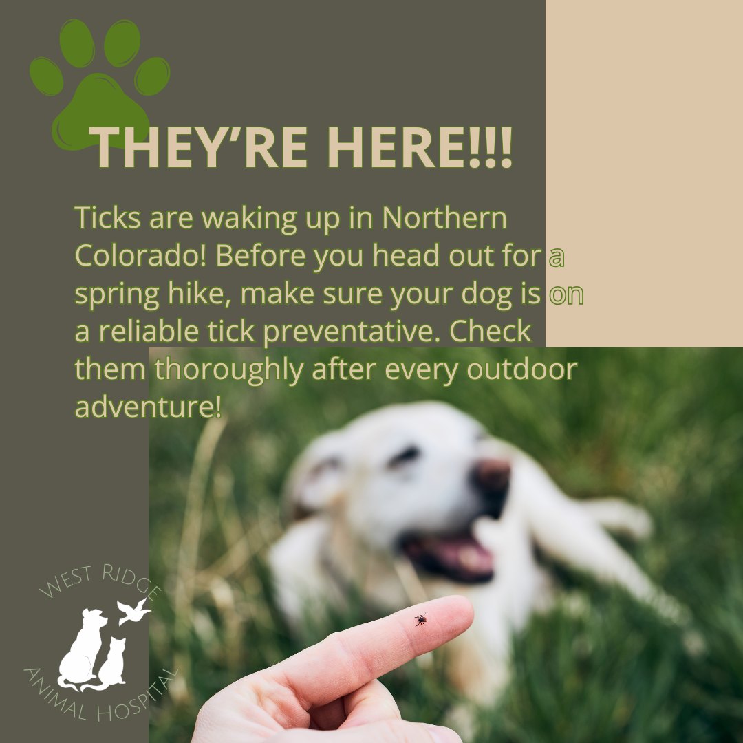 Ticks are waking up in Northern Colorado!
Before you head out for a spring hike, make sure your dog is on a reliable tick preventative.
Check them thoroughly after every outdoor adventure! 🌲🕷️
#LymeDiseasePrevention #TickSafety #ColoradoDogs #WRAH