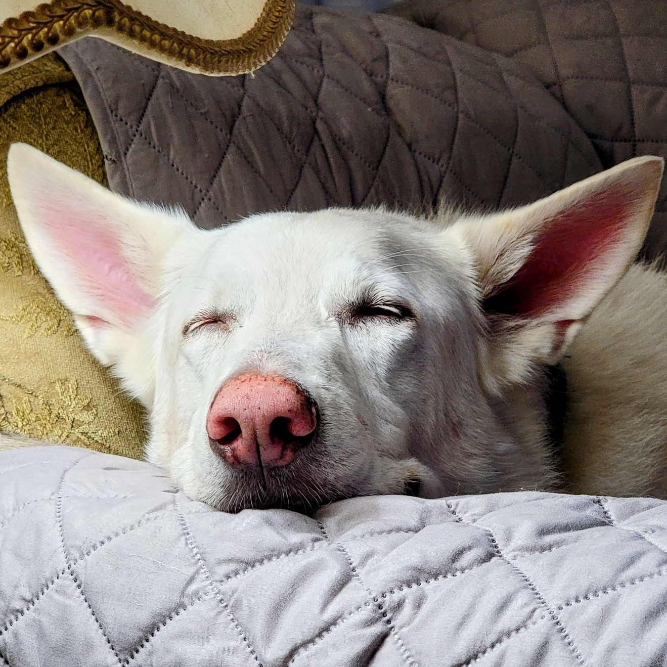 Today, we’re honoring a very special member of the Bark N Krumble pack… our sweet Maverick 🤍🐾🌈
Maverick was one of the 5 reasons Bark N Krumble was created. He was one of our original taste testers, quality control supervisors, and the biggest treat lover there ever was.
Everything we do...every batch we bake, every bag we fill...was built for our own dogs.
Our gentle giant, our “House Horse,” our Mavy Mav… life won’t be the same without you.
Thank you for being such a big part of our “why.” We’ll carry you with us in everything we do.
Run free over the rainbow bridge, Maverick 🤍🌈🐾
#BarkNKrumble #RainbowBridge #ForeverOurWhy #DogDadLife #InLovingMemory #BestBoy