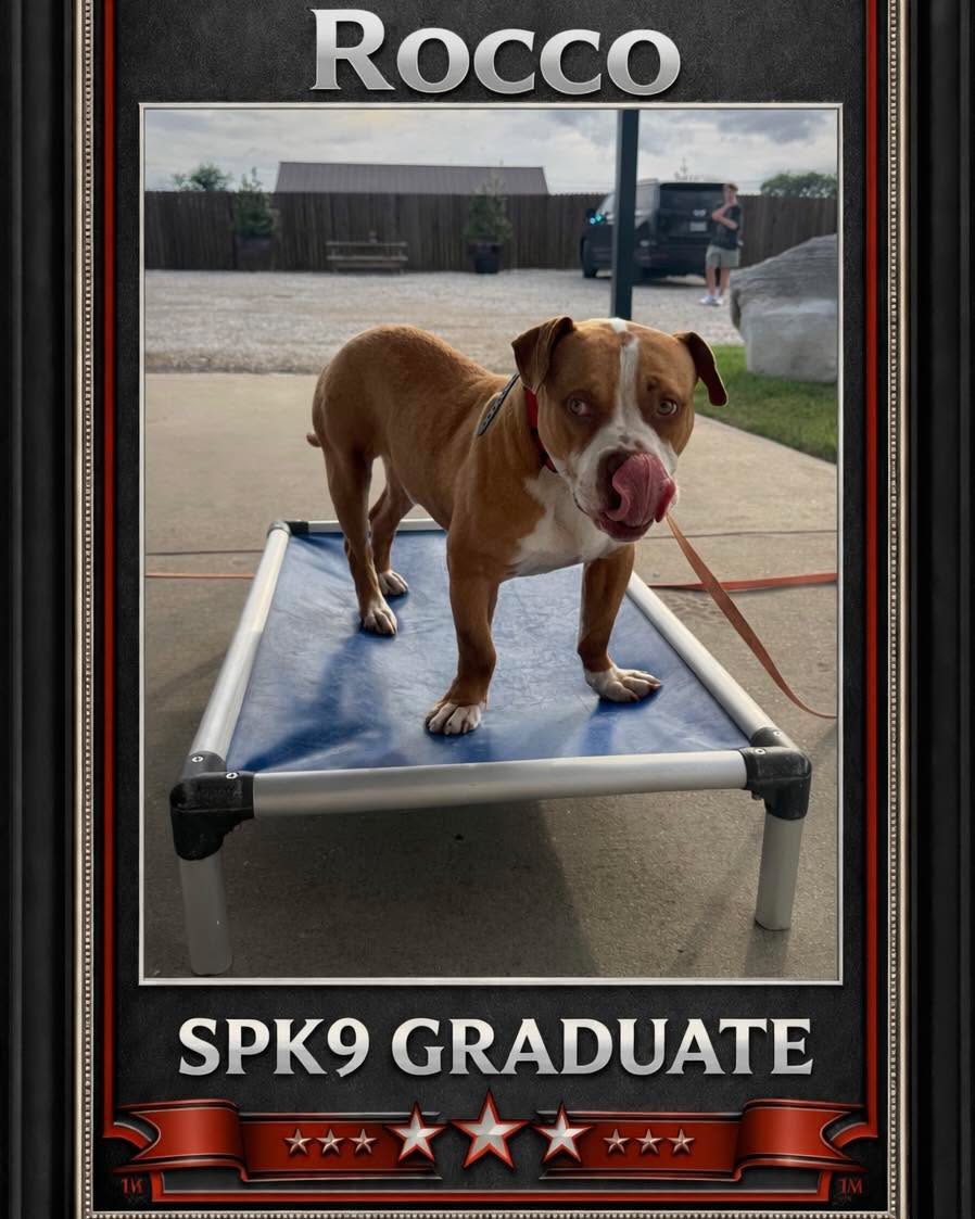 Graduation day for Rocco!! 🎓🐾
He brought the personality from day one, but behind all the goofiness was a dog willing to learn. Step by step, he put it together and leveled up in a big way. So proud of this boy!