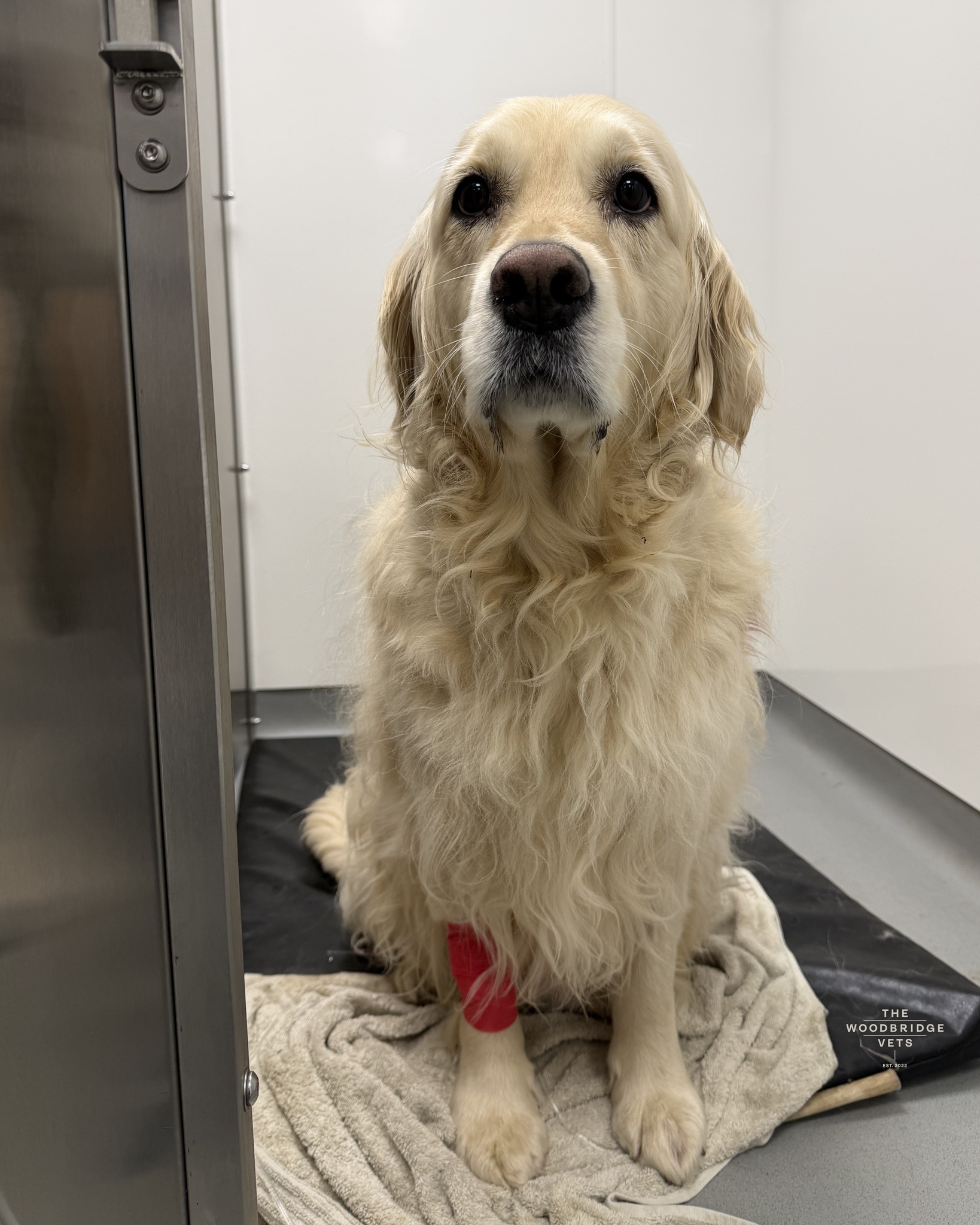 Meet Brie.
Lovely Brie recently came to The Woodbridge Vets for treatment of mast cell tumours (MCTs) affecting her paw. Under the care of our vet Simon, Brie underwent a carefully planned minimally invasive tumour treatment under sedation. This involved directly targeting the tumour sites with a specialised injection technique designed to destroy abnormal mast cell tissue while preserving surrounding healthy structures.
The procedure was performed under sedation to ensure Brie remained comfortable and still, allowing precise treatment of both affected areas. Over the following days, the treated tissue went through a normal and expected phase of inflammation and breakdown as the body began the healing process. Brie received close monitoring, pain relief, and supportive care throughout her recovery. Both sites gradualy began to form healthy granulation tissue, a positive sign that healing was progressing well ❤
We’re delighted to report that Brie is now recovering beautifully, with improving comfort, good wound healing, and a brighter demeanour at home.
A fantastic result for a very brave girl - well done Brie! ❤
#thewoodbridgevets #independentpractice #suffolkpractice #independentbuiness #goldenretriever #dogs #canine #mastcelltreatment #mct #veterinarycare #veterinarytreatment #veterinaryservice #veterinaryteam #veterinarysurgeon #veterinaryprocedures