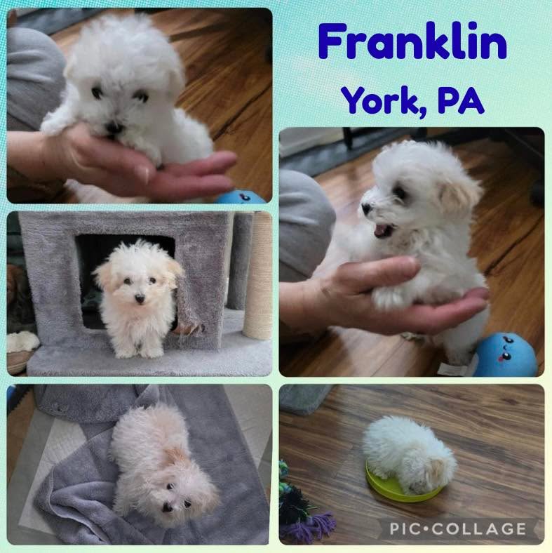 🐾 Remember Willow from yesterday? 🐶
Well, meet Franklin – the only puppy from his litter who survived. 💔➡️❤️
This tiny boy has a HUGE personality. He’s active, sociable, and not afraid to get down & dirty with his foster siblings. Like all puppies, he’s working on potty training + manners.
🧸 Franklin loves to explore on his terms. His favorite spot to play & sleep? The cat tree… now known as the dog tree 😂
👟 He also has a shoe fetish – quick to steal them and stash them in his “den.”
🌿 Recently discovered the yard and is OBSESSED – running, playing with other dogs, and solo adventures.
💤 Sleeps through the night.
⚖️ Weighs just 2 lbs – currently the size of a guinea pig. How much trouble could he possibly get into? 😏
🏡 Ideal home:
Due to his tiny size, Franklin is not suited for homes with small children or medium/large active dogs (he could get hurt).
✅ Bichon Mix
✅ 13 weeks old
✅ Male
✅ 2 pounds
✅ House-training in progress
✅ Crate trained
✅ Good with Older Kids
✅ Good with Dogs
✅ Good with Cats
✅ UTD on vaccinations (too small to neuter yet)
💵 Once he’s big enough to be neutered, SGF will refund $150 upon proof of neuter
📍 Fostered in York, PA
💰 Adoption fee: $650
🔗 Read more/apply to adopt this little pup today: https://www.sophiasgracefoundation.org/available-dogs/copy-of-dexter-1
#fosteringsaveslives #rescuedismyfavoritebreed #smallbreedrescue #adoptdontshop #dachshundrescue #sgfrescue #sophiasgracefoundation #bichonmix #survivorpup #yorkpa