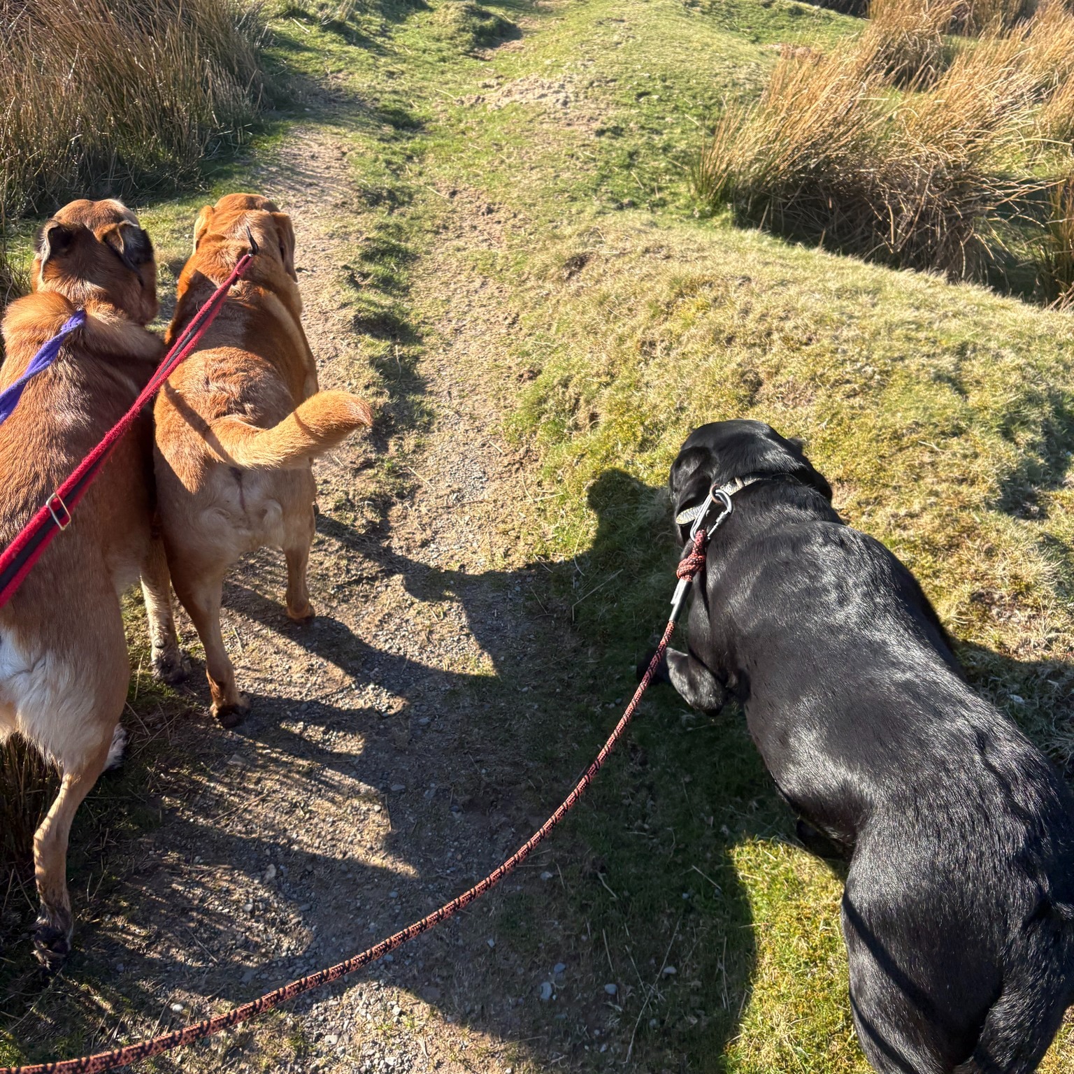 Buddy, Elsa, Daryl and Dougie πΆ