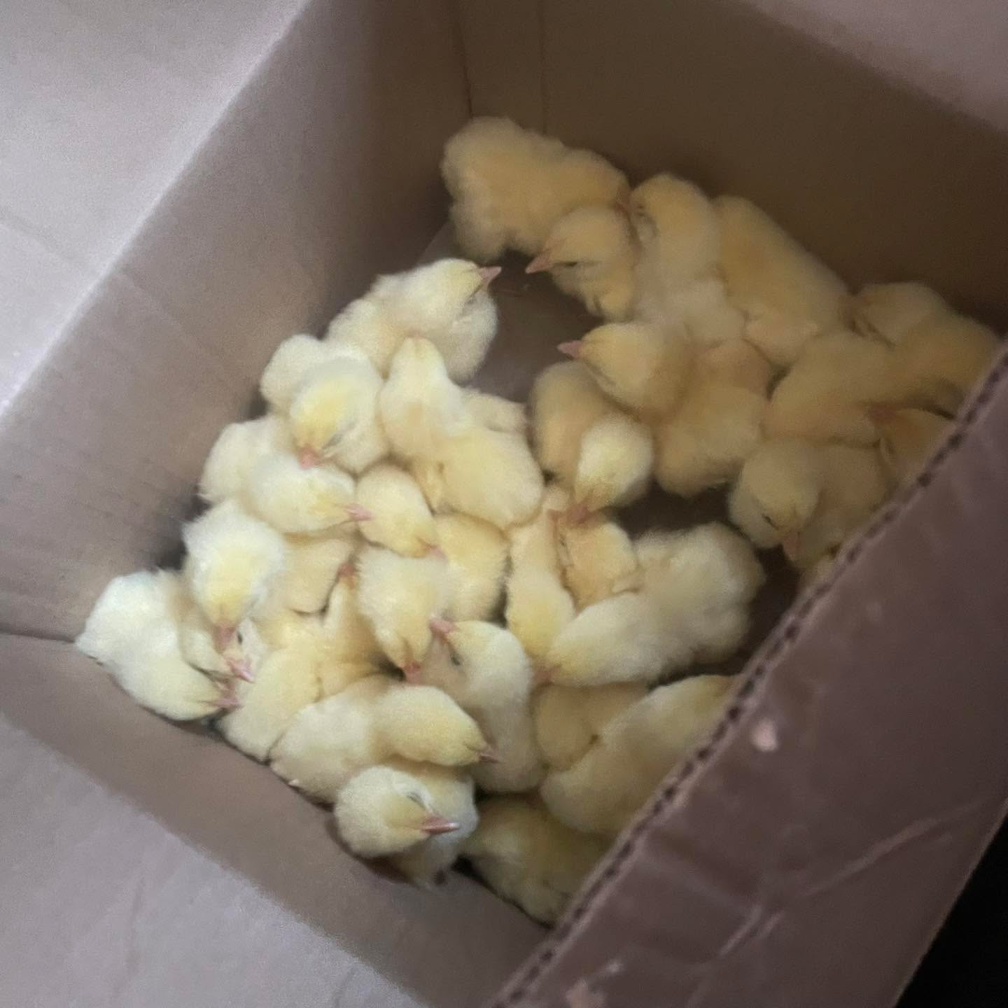 They’re here! Thirty dirty little birdies.
#fourdiamondsranch #raystownfarms