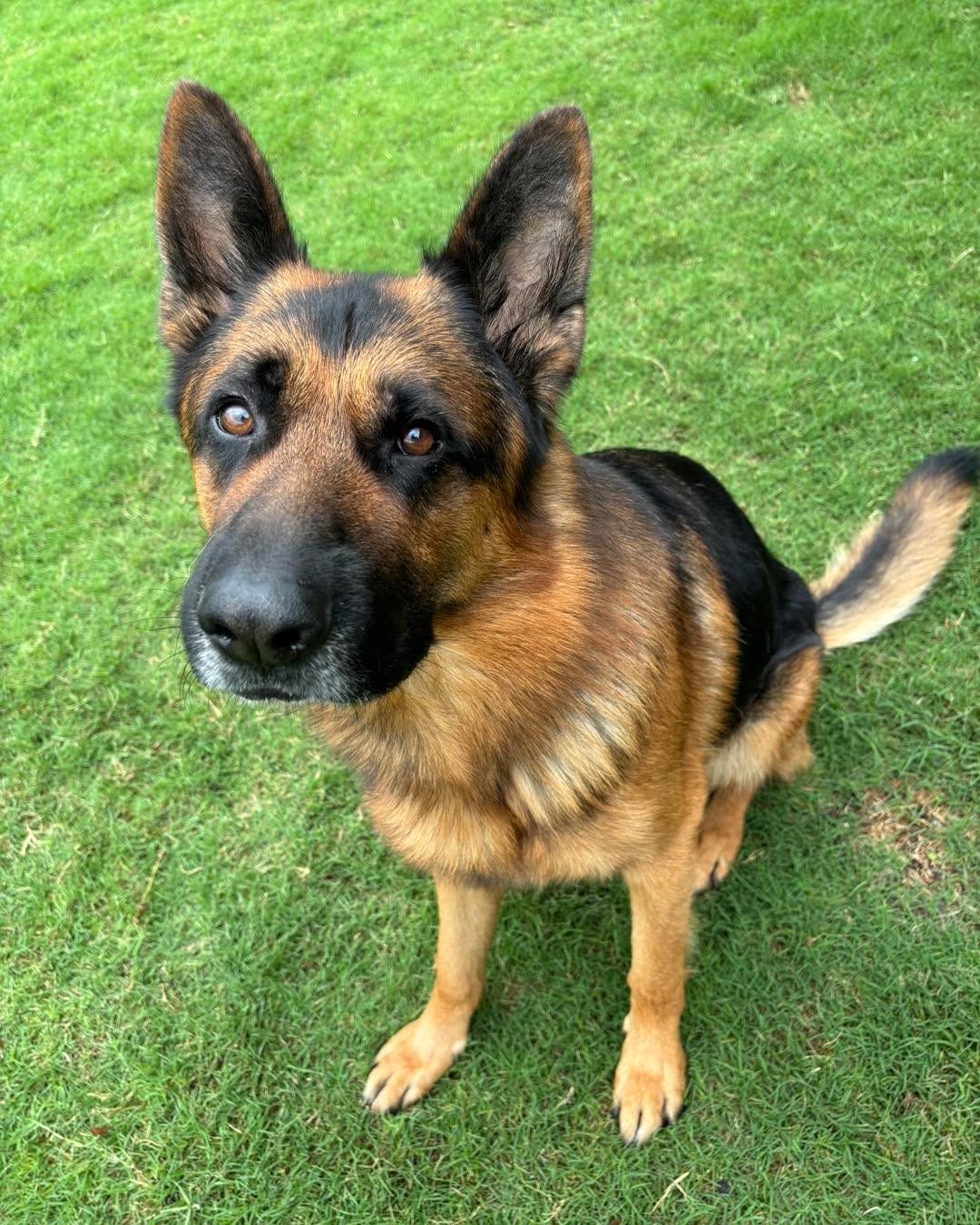 Reacher, Weller, Booker. Our 3 own dogs. Goofy, fun, always on the move… but don’t let that fool you.
These boys are smart, driven, and built to work.💪🏻