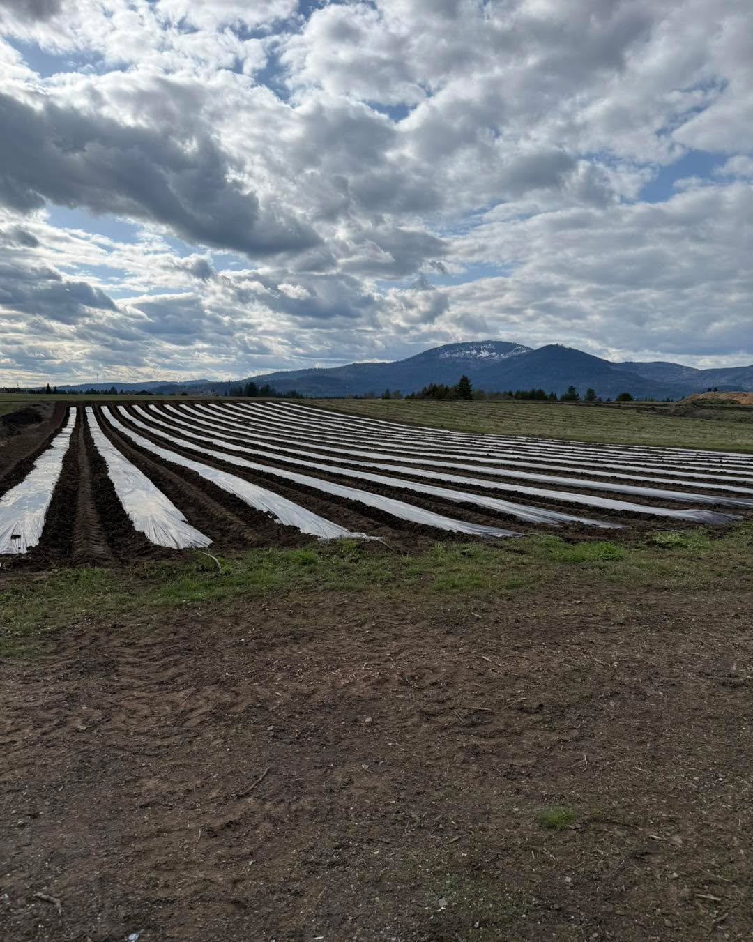 We will be planting strawberries today starting at 8am! If you want to come see how the process works or would like to help, come on out! Use the atlas entrance and you will find us out there. You can trade your time for produce!
