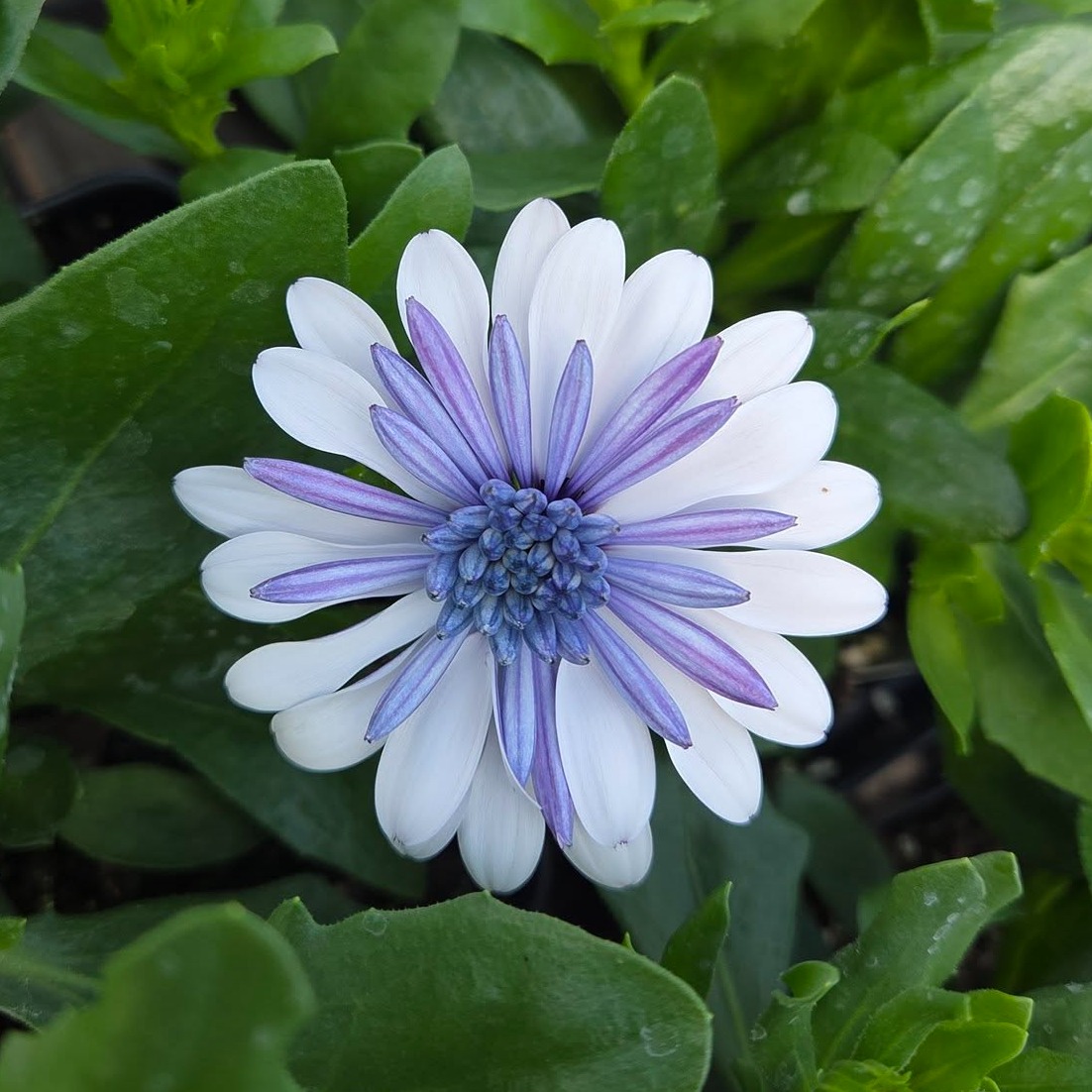 Spreading some inspiration on such a nice day! Opening next Thursday, April 23rd, at 9:00 am.
#creeksidegreenhousesmn #creeksidegreenhouses #creekside #flowers #flowerpower #creeksidegreenhousemn #springishere #lotsofcolor #openingsoon #greenhouses