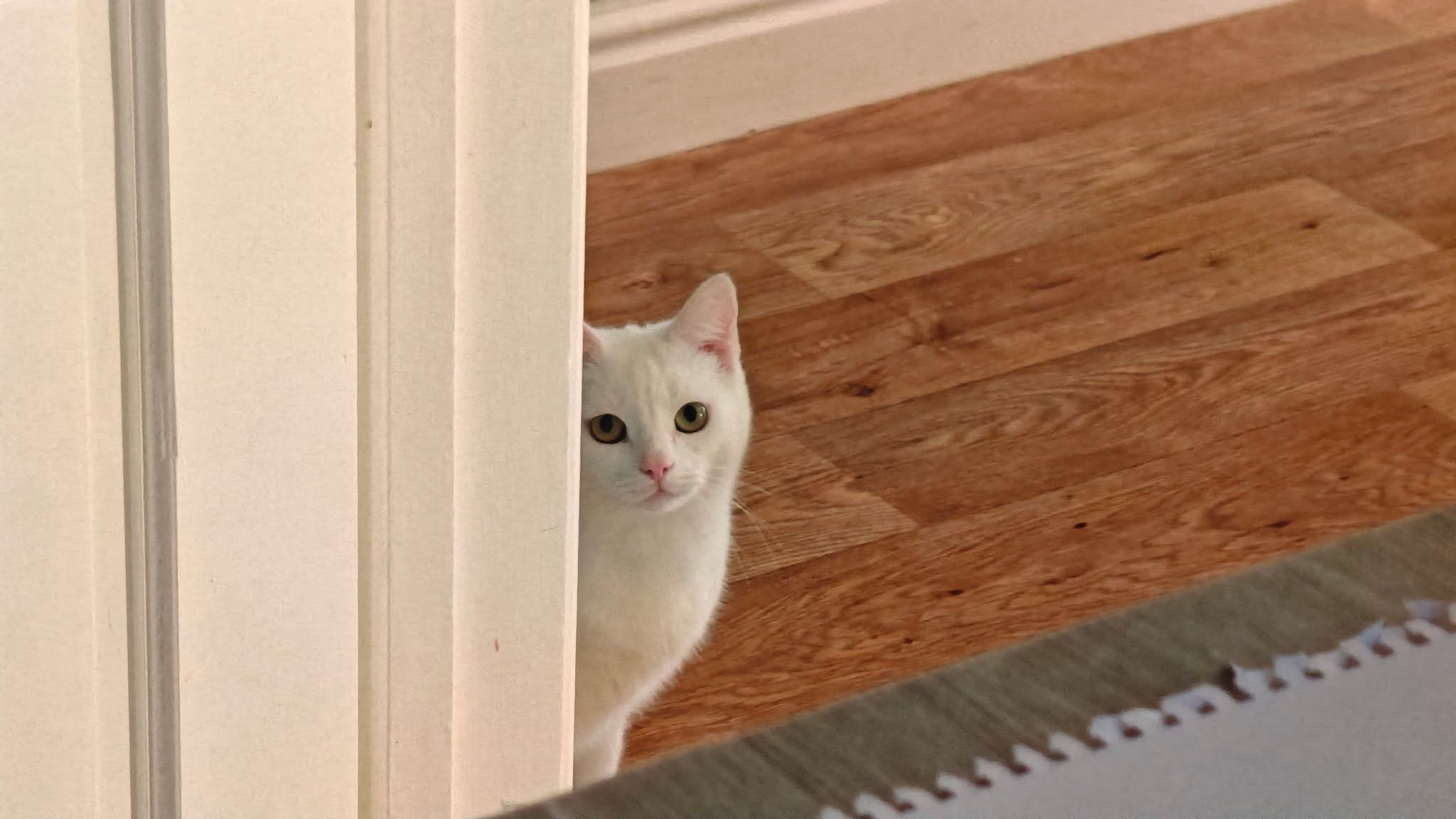 Milo and Noah π
Our services aren't just for dogs!
More information and the enquiry form can be found on our website:
https://www.scallywagzpetservices.co.uk/companioncare