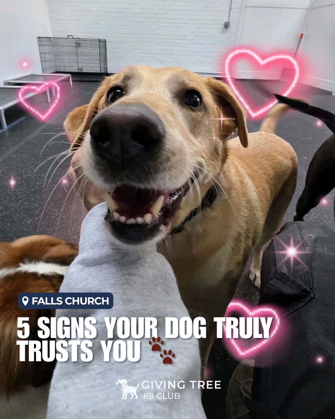 5 Signs Your Dog Truly Trusts You 🐾
Trust is the foundation of every strong bond with your dog!
👉 Swipe to see the signs 🐶
#GivingTree #Virginia
#givingtreeK9club #fallschurch
#K9Club #DogBoarding
#5signs #your #Dog #trust_you