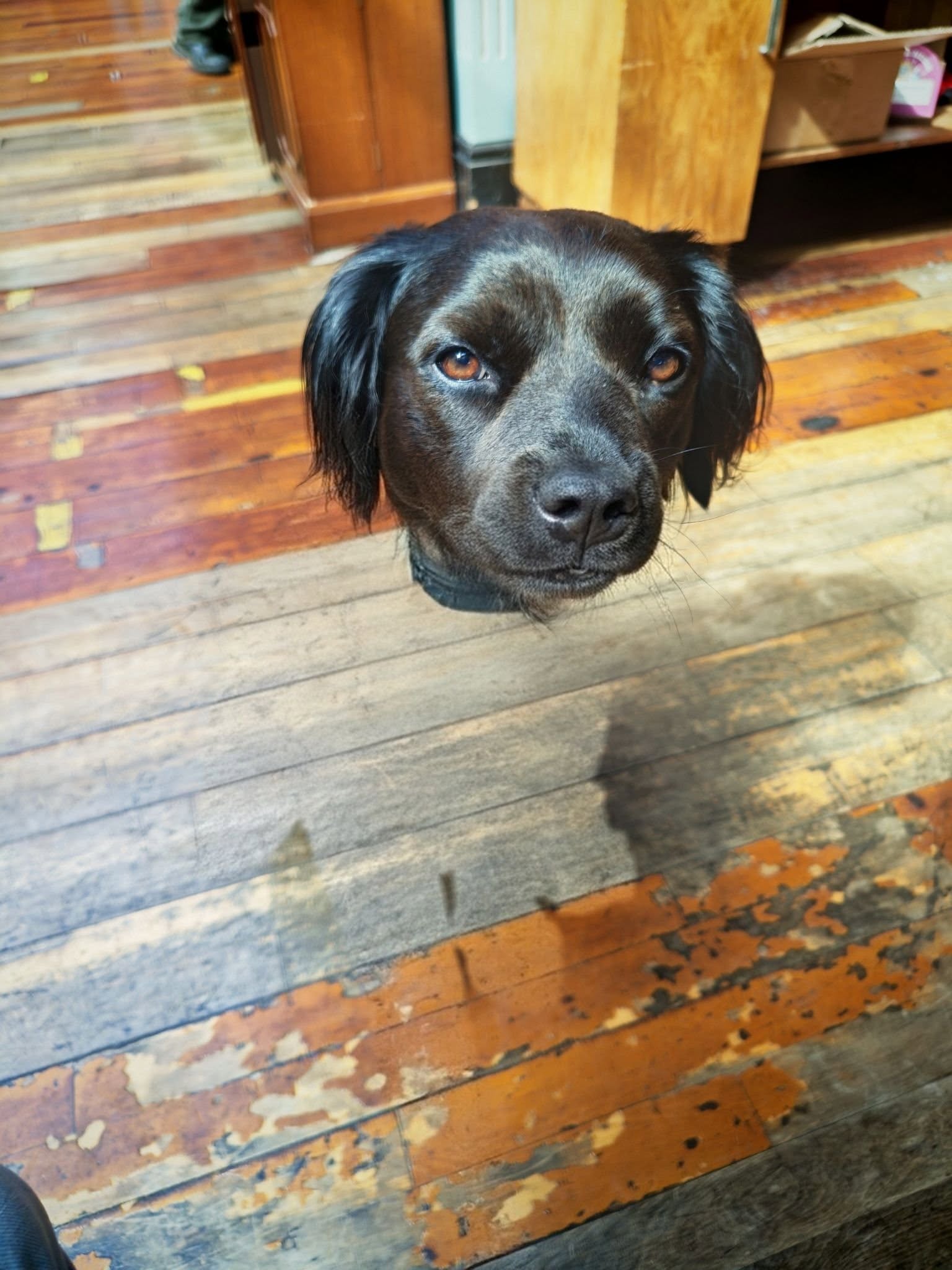 getting to grips with this magic eraser function on my phone.
Its fantastic
In the original picture you could see Lola's lead π
#magiceraserfail
