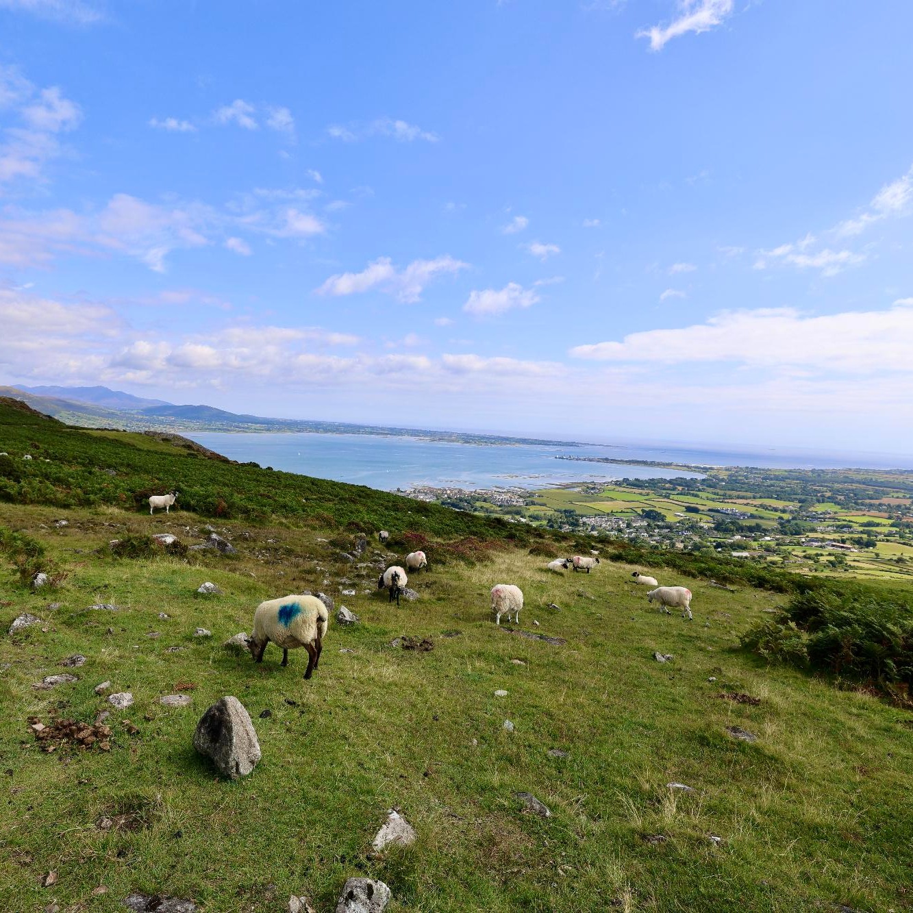 ✨ One week ago today, beautiful County Louth took centre stage on @rteone as the first episode of @irelands_tracks_and_trails aired across the nation ✨
From tranquil woodland trails in Ravensdale Forest and the breathtaking slopes of the Cooley Mountains, to the legendary heights of Slieve Foye and the picturesque village of Omeath, viewers were treated to the extraordinary beauty, history, and folklore of the Cooley Peninsula. 💚
This spectacular episode captured the magic that makes Louth so special: ancient landscapes steeped in myth, the legendary stories of Cú Chulainn, and the rich traditions that continue to shape this unique place today.
It’s been a week since Ireland fell in love with the stunning Cooley Peninsula on screen, and there’s never been a better time to come and experience it for yourself 🍃🥾 Come walk the trails, discover the legends, and explore the beauty of County Louth.
If you missed the episode, you can still rewatch it now on RTÉ Player
#CountyLouth #VisitLouth #Omeath #CooleyPeninsula #IrelandsTracksAndTrails #IrishHistory #AntonSavage #DiscoverIreland