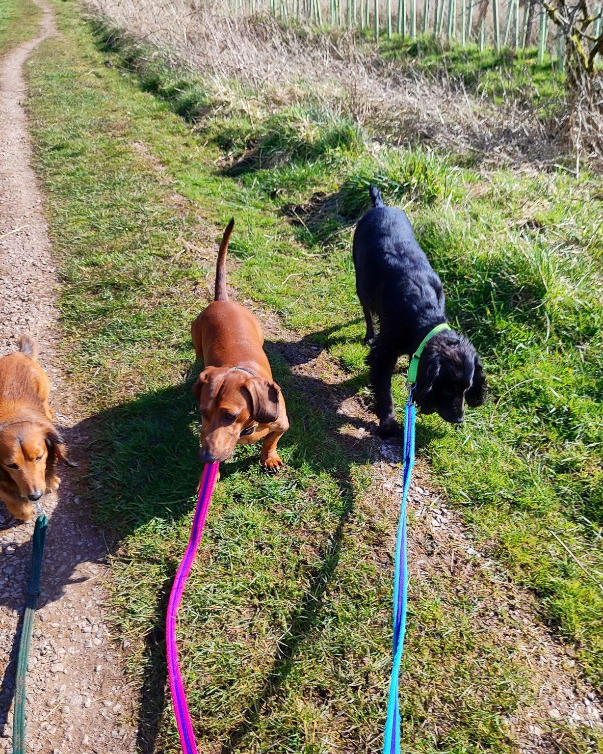 Fizz, Bentley, Ted and Kevin π€©