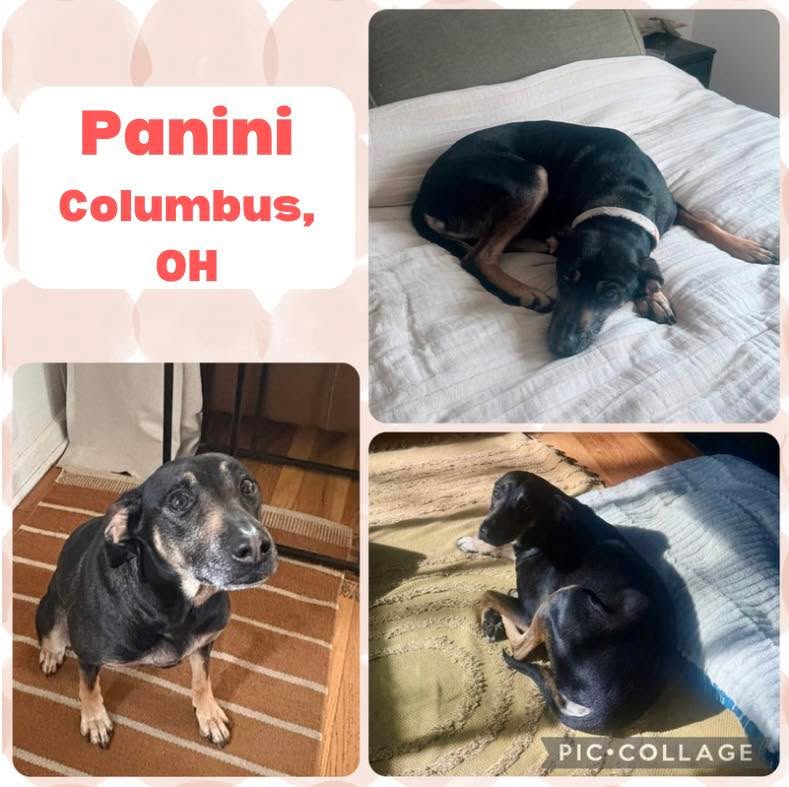 ☀️ Meet Panini – enjoying the weather from the sunniest spot in the house.
No grass. No breeze. Just a warm patch of floor, a quiet room, and zero pressure to be anything but herself.
That’s Panini’s ideal kind of day. And honestly? Same.
This sweet, snuggly girl is looking for a calm, adult-only home where she can soak up the sunshine (literally and emotionally) without feeling rushed or overwhelmed.
She’s affectionate, well-mannered, great with dogs and dog-savvy cats, and sleeps like a dream. But she needs a patient home that respects her safe spaces—because confidence grows slowly, like a sunbeam creeping across the floor.
If you have a quiet home and a gentle heart, Panini is ready to trade her worries for a lifetime of cuddles. 💛
✅ Shepherd mix
✅ 3-4 years old
✅ Female, spayed
✅ 50 pounds
✅ House-trained + Crate trained
✅ Good with Dogs + Cats
❌ No kids
⚠️ Concerns: Needs a safe space to retreat, can be possessive of her crate, needs dog savvy cats, not good with kids
📍Columbus, OH
🔗 https://www.sophiasgracefoundation.org/available-dogs/ copy-of-sadie
#AdoptPanini #SunnyInside #SensitiveSoul #QuietHomesOnly #RescueDog #SophiasGraceFoundation #shepherdmix #sgfrescue #columbusohio