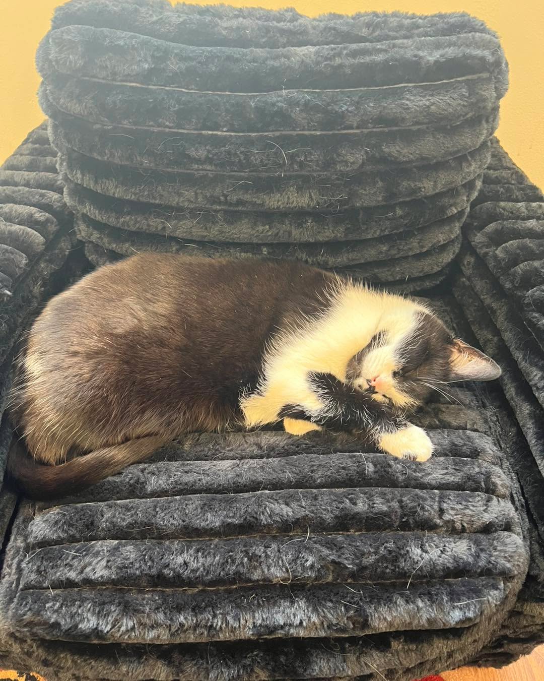London is dreaming of you coming in and paying the cat petting tax. Her, moon and the whole crew at ROUNDTABLE GAMES can’t wait to see you and show you the ROUNDTABLE difference!
