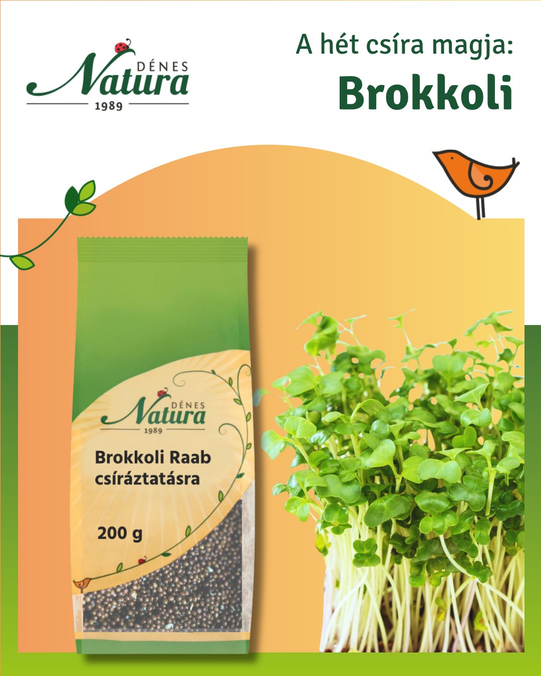 🌱 Brokkoli Raab csíráztatásra – zöld erő minden napra! 🌱
Próbáltad már a brokkoli Raab csírát? Ez az apró mag néhány nap alatt igazi szuperélelmiszerré válik a konyhádban!
🌿 Milyen lesz kicsírázva?
A brokkoli Raab csíra vékony, világos szárú, apró, élénkzöld levelekkel. Friss, roppanós textúrájú, üde megjelenésével feldobja az ételeidet.
🥦 Ízélmény
Enyhén káposztás, friss, kicsit diós beütésű íz jellemzi. Lágyabb, mint a retekcsíra, így sokoldalúan felhasználható.
🌈 Miért különleges?
A brokkoli Raab csíra a brokkolifélék egyik legértékesebb változata, amely természetes formában tartalmazza a növény fiatal hajtásainak minden erejét.
🥗 Milyen ételekhez illik?
– szendvicsekhez, pirítósokra
– salátákhoz
– krémlevesek tetejére
– wrapekbe, szendvicskrémekhez
– tojásos ételekhez
– smoothie-khoz extra zöld löketként
⏱️ Csíráztatás ideje
Gyors és egyszerű: 4–6 nap alatt fogyasztható, így kezdőknek is ideális választás!
💡 Praktikus tippek:
– Naponta 2x öblítsd át tiszta vízzel
– Ne hagyd vízben állni, csak nedvesen tartsd
– Világos, de nem tűző napos helyen csíráztasd
– 🌟 A Dénes-Natura webshopban elérhető csíráztató üvegedénnyel a csíráztatás gyors, tiszta és rendkívül hatékony!
✨ Miért érdemes fogyasztani?
A csírák valódi tápanyagbajnokok: frissen, élő formában biztosítják a szervezet számára a növény legértékesebb összetevőit.
🛒 Szerezd be most:
https://shop.denes-natura.hu/brokkoli-csiraztatasra-200-g
👉 Több mint 20 féle csíráztatni való mag közül válogathatsz!
Tedd egészségesebbé és zöldebbé a mindennapjaid természetesen! 🌱
#denesnatura #csíráztatás #brokkoli