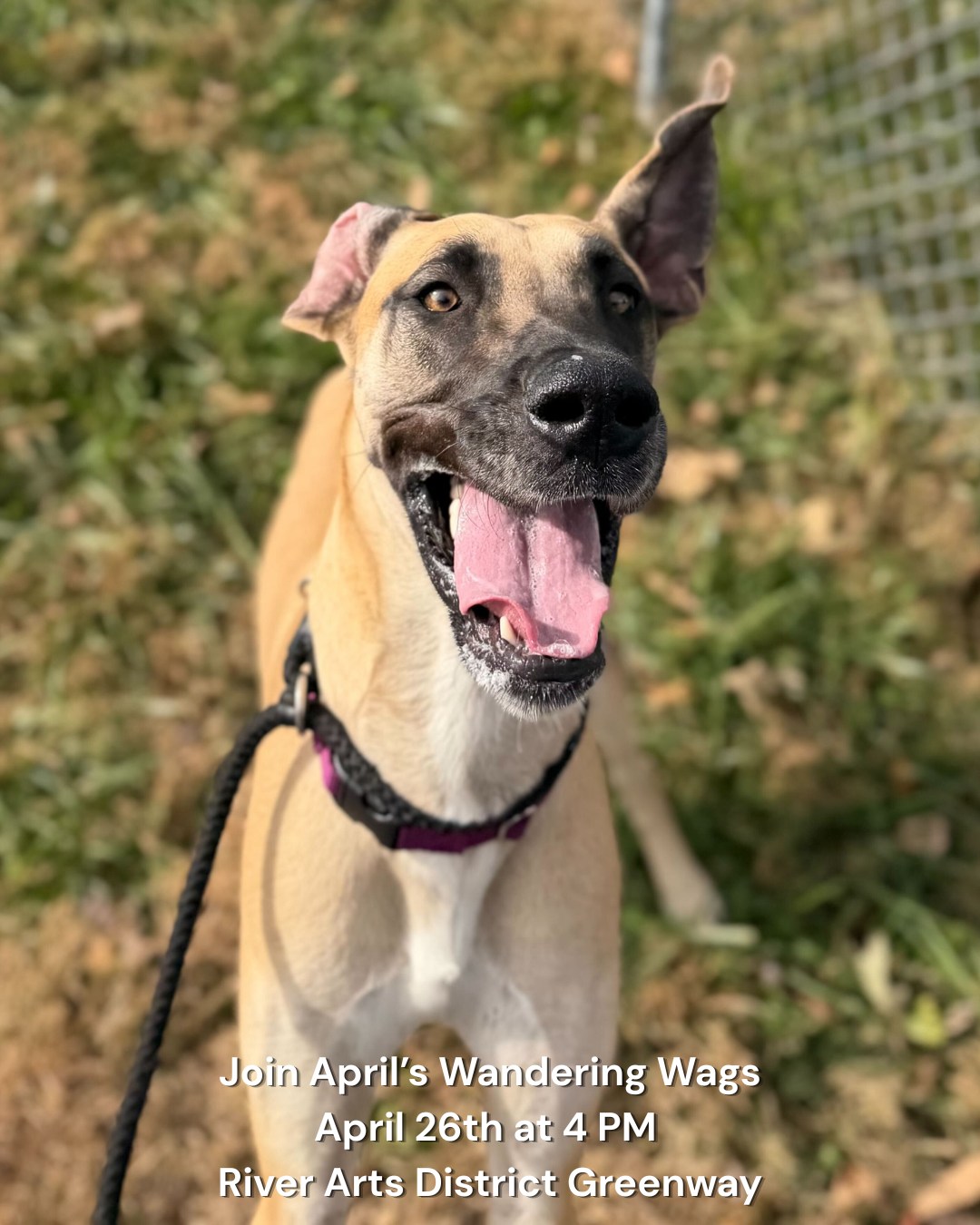 Is your dog raring to get out there and explore? Join our next Wandering Wags! Current clients are invited to our monthly pack walk, which takes place on the last Sunday of each month. This month, weโll be heading to the River Arts District Greenway!
Sign up by clicking the booking link in our LinkTree and navigating to Events.
These outings are designed to help dogs and their humans practice training skills in real-world environments while receiving support and coaching from our training team.
Each excursion begins with a short mini-lesson, where we introduce a training focus and review practical strategies you can immediately apply during the walk. From there, participants engage in hands-on, guided practice as we move together as a group, working on skills such as loose-leash walking, neutrality around other dogs and people, engagement with handlers, and calm behavior in stimulating environments.
Pack walks provide valuable opportunities for dogs to build confidence, improve social skills, and learn to exist calmly around distractions while maintaining appropriate structure and guidance. For owners, Wandering Wags offers continued learning, real-time coaching, and a chance to connect with other Ruff Life clients who are working toward similar goals. The shared experience creates a supportive community environment where both dogs and humans can grow their confidence, strengthen relationships, and enjoy training together beyond a traditional class setting.