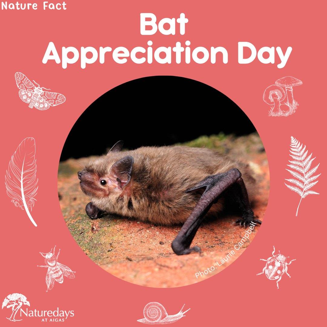 Often maligned and associated with evil and disease, bats have had a rough time of it. It’s often said that the hardest thing to do is to change someone’s mind, but that's exactly what we want to do - because bats are incredible 🦇
#Aigas #EnvironmentalEducation #OutdoorEducation #NaturedaysAtAigas #Outreach #AigasFieldCentre #Wildlife #WildlifeEducation #WildlifeDiscovery #WildlifeDetectives #NatureDetectives #NatureEducation #DiscoverNature #Nature_Lovers #Highlands #Scotland #ScottishHighlands #Bats
📸Laurie Campbell