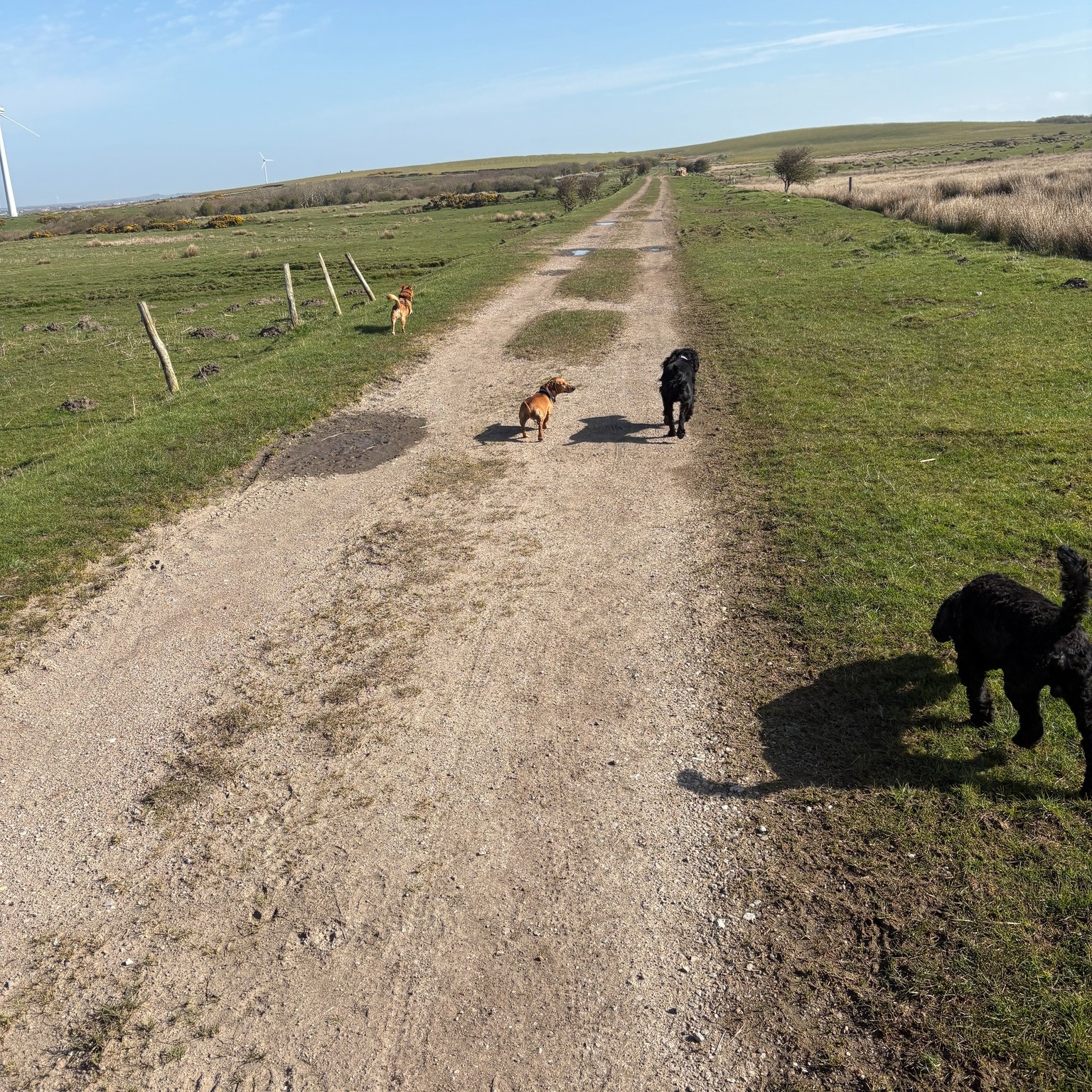 Stitch, Fizz, Bruce and Stanley πΎ