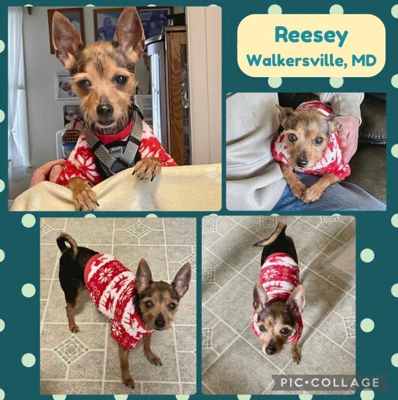 From 15 Roommates to 1 Best Friend? 🐾
Reesey spent his early years in a crowded Baltimore hoarding house, living alongside 15+ cats. Back then, "personal space" wasn't a thing, and snuggles were even rarer. Today, this 9lb Yorkie mix survivor is learning that human hands are for petting, not just for passing by.
He might start with a shy, high-pitched "hello" (okay, it’s a bark!), but that’s just his way of asking for a moment to feel safe. Once he knows you’re his person, he transforms into the Cuddle Champion of the World. 🏆
Reesey’s Dream Home Checklist:
✨ Patience: A calm environment where he can bloom at his own pace.
🏡 A House: His "alert system" is small but mighty—he needs a yard rather than an apartment hallway.
☀️ Zoomie Space: He loves a sunny yard for those afternoon bursts of joy.
🦮 Leash Practice: He’s working on his walking skills and needs a partner to guide him.
At 6 years old, he’s house-trained, crate-trained, and—unsurprisingly—excellent with other dogs and cats!
📍 Walkersville, MD
🔗 https://www.sophiasgracefoundation.org/available-dogs/copy-of-dexter
#SophiasGraceFoundation #AdoptDontShop #ShyDogsRock #YorkieMix #BaltimoreRescue #SecondChances