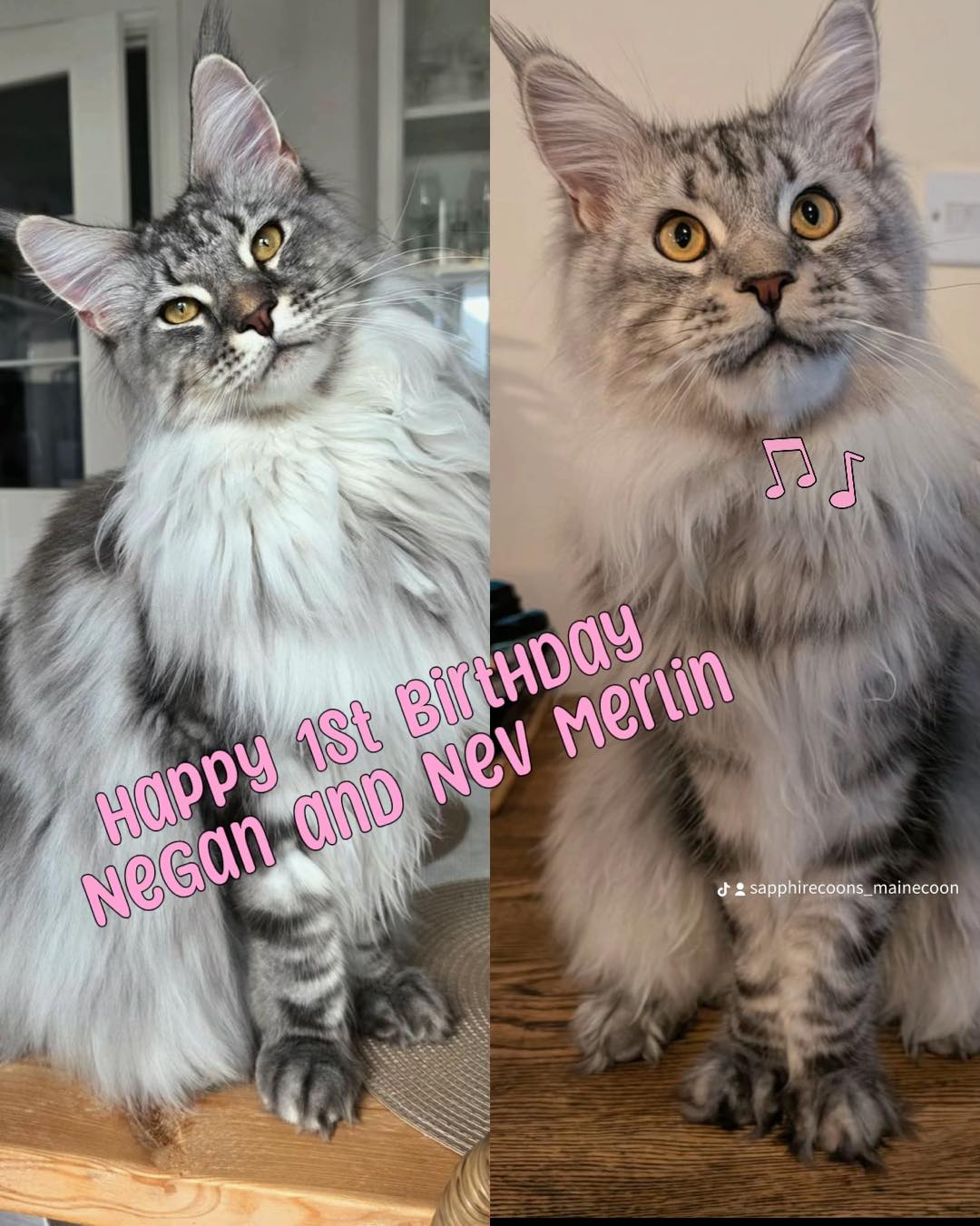 Happy 1st Birthday, Negan & Nev Merlin! 🐾🎉
It is hard to believe you are already one year old. May your very first birthday be filled with:
• Endless treats and your absolute favorite food 🐟
• The most exciting cardboard boxes to hide in 📦
• Lots of fun toys to chase and catch 🧶
• The coziest sunbeams for your long naps ☀️
Negan, Nev Merlin, you bring so much joy, love, and the perfect amount of mischief to your family.
Have an absolutely meow-gical special day!
Sending lots of cuddles, chin scratches, and gentle head-boops! ❤️🐱🐱
#sapphirecoons #cutekitten #mainecoon #sapphirecoonscattery #mainecoonbreeder #showkitten #sapphirecoon #mainecoonkitten #adorablekitten #showkittens #gccf_cats #gccf #gccfregistered #gccfkittens #gccfbreeder #birthday #1stbirthday