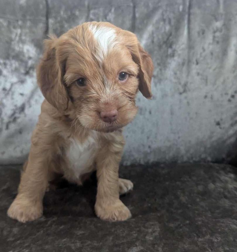 🐾✨ Thank You Everyone! ✨🐾
A huge thank you to everyone who entered the competition to name our new family member 🐶💛
I’ve been completely overwhelmed by the amount of suggestions — so many amazing, funny, and creative names!
After lots of thinking…
✨ The winner is Georgina Tinker ✨
for suggesting the name Chloe! 🐾💖
Thank you all again for getting involved — and please give a warm welcome to Chloe, our newest (and cutest) team member 🐶✨