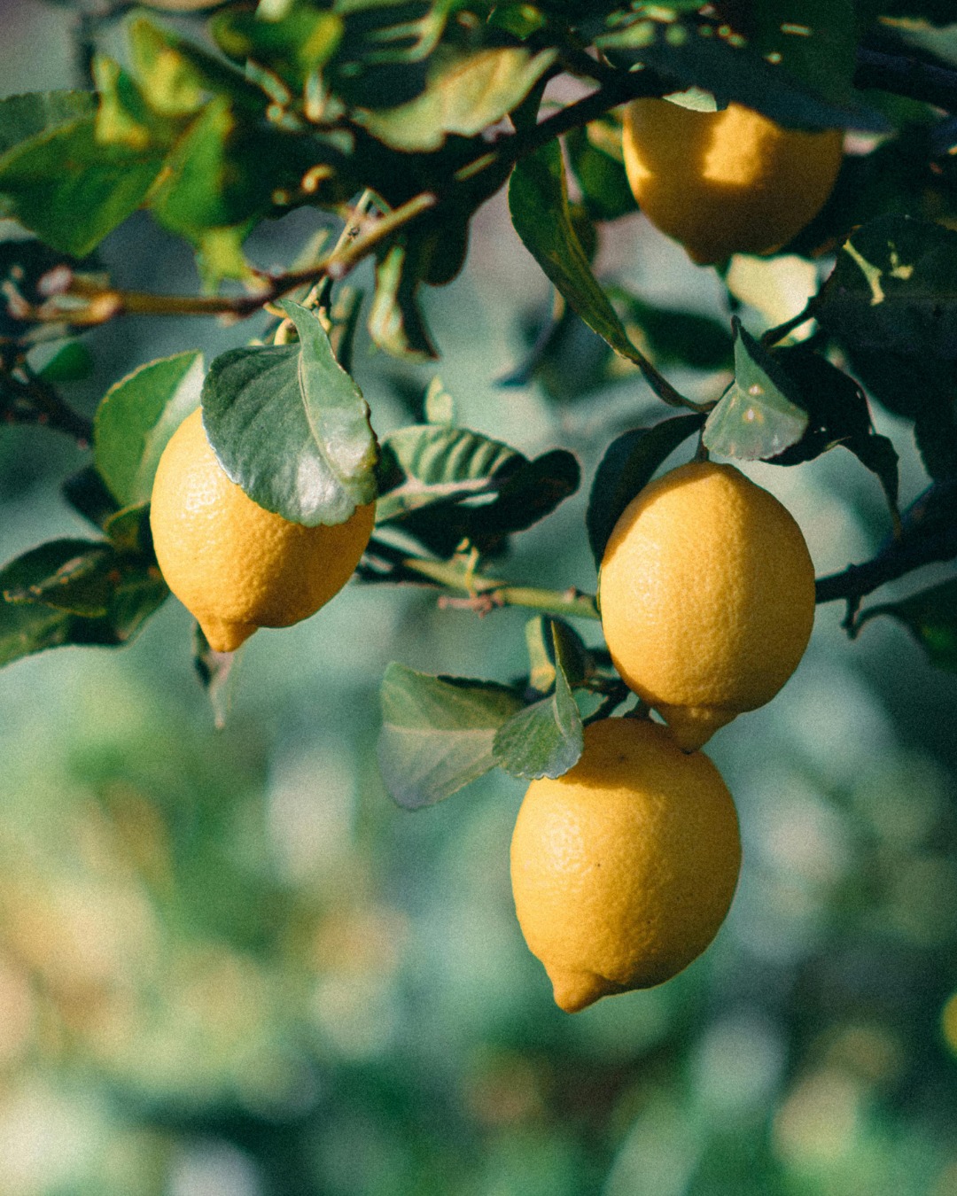 🍋 Le citron : petit fruit, grand pouvoir
En avril, il fait partie de ces indispensables qui réveillent tout : une vinaigrette, un poisson, des légumes rôtis, une pâte à gâteau… et même un simple verre d’eau.
.
Chez KIOUI, on aime le citron pour sa polyvalence : zeste pour le parfum, jus pour le peps, quartiers pour relever une assiette en deux secondes.
.
Idées simples qui font mouche
• Un filet sur des asperges ou des épinards sautés
• Zeste dans un yaourt et un trait de miel
• Citron pressé dans une sauce salade
.
👉 Passez au rayon Fruits & Légumes : les citrons vous attendent pour donner du relief à votre cuisine de printemps.
.
.
.
#citron #agrumes #springgoals #mangersain #healthyeating #veggielove #greenfood #kioui #kiouiarras #lebongoutdumarche #kiouiprimeurs #instagourmand #igersarras #arras #hautsdefrance
.
www.kioui-primeurs.fr
