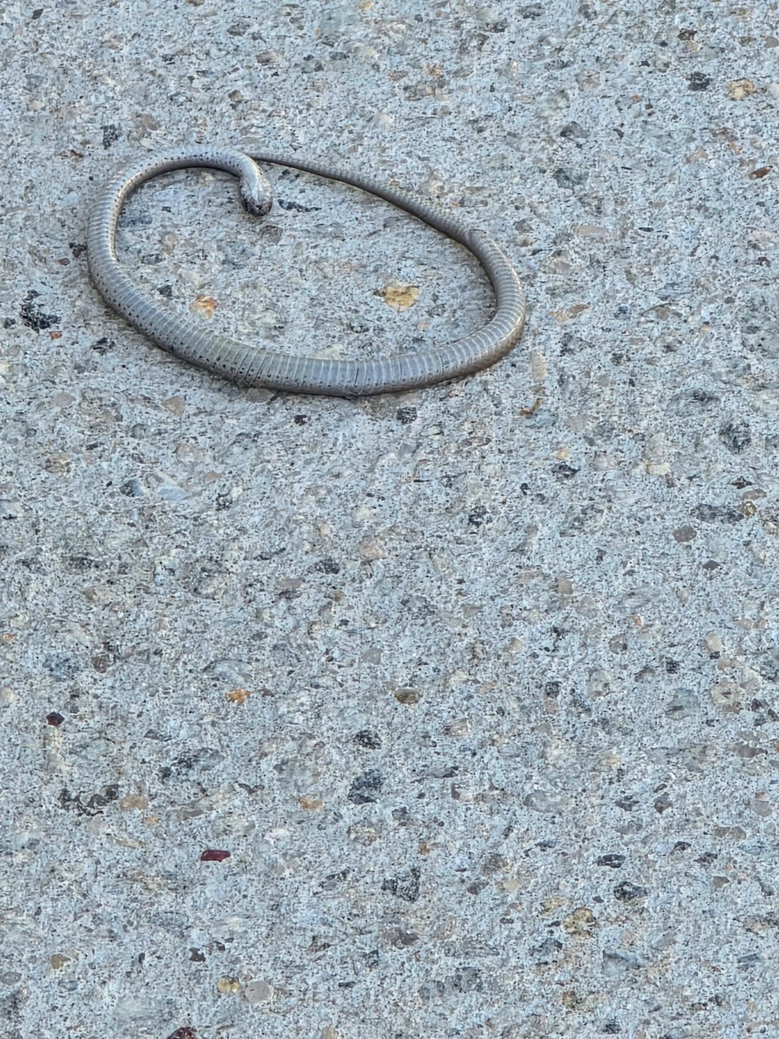 Ummmmm, IDK why they won't go the opposite direction. Thanks to my neighbor for being the hero of the day!
Yes... It was huge (to me); Yes... It is poisonous (to me); Yes... I was born and reared the country (that was years ago and has no substance here); No ... I don't like outside, don't like any thing bugs, bees, snakes, lions, tigers, or bears!