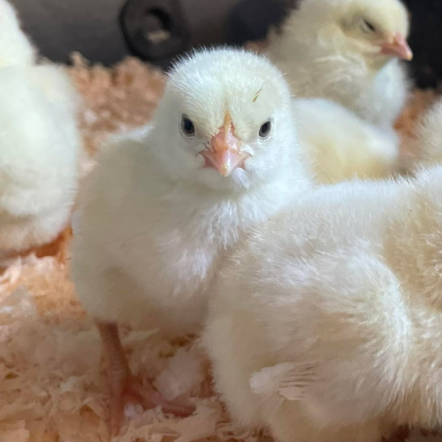 A baby boom is about to happen! 🐥🐐🎉
This week we have our meat chicks arriving and over the next few weeks our momma goats will start popping out kids. We have five does due to give birth this year.
Stayed tuned and be prepared to see lots of baby pics in the next few weeks!
#fourdiamondsranch #raystownfarms