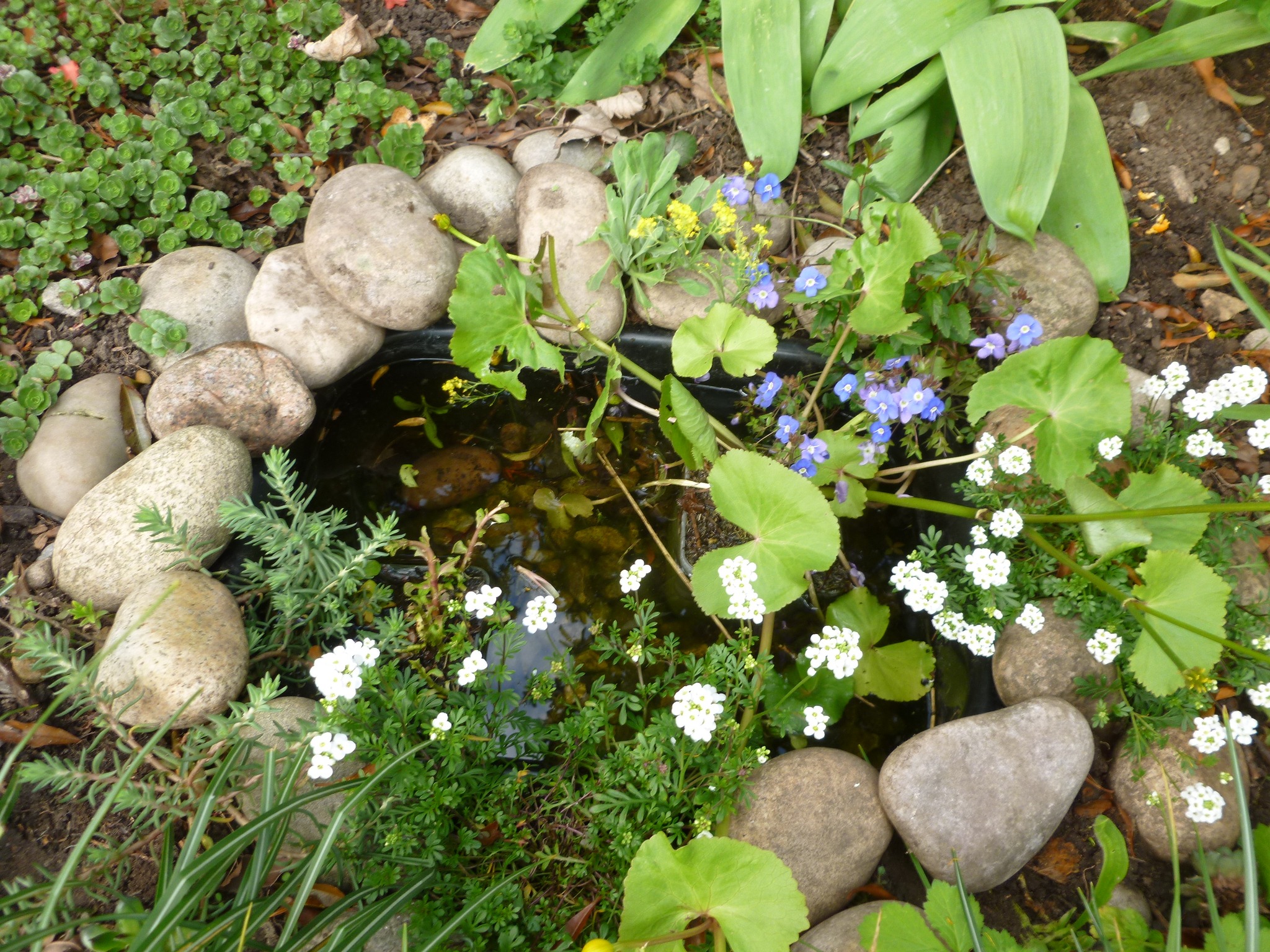 The sun came out so I grabbed the camera while I had the chance.
1) My tiny water feature. Just a minute pond in a washing up bowl!
2) The tulips always do well but this year they are really lovely.
#gardening #waterfeature #pond #flowers #tulips