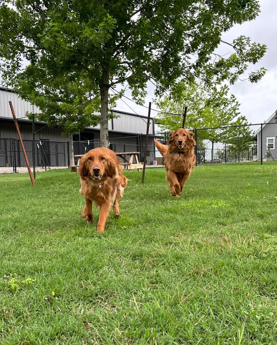Duke & Millie popping in to deliver your midweek serotonin boost 🤝
You’re welcome.