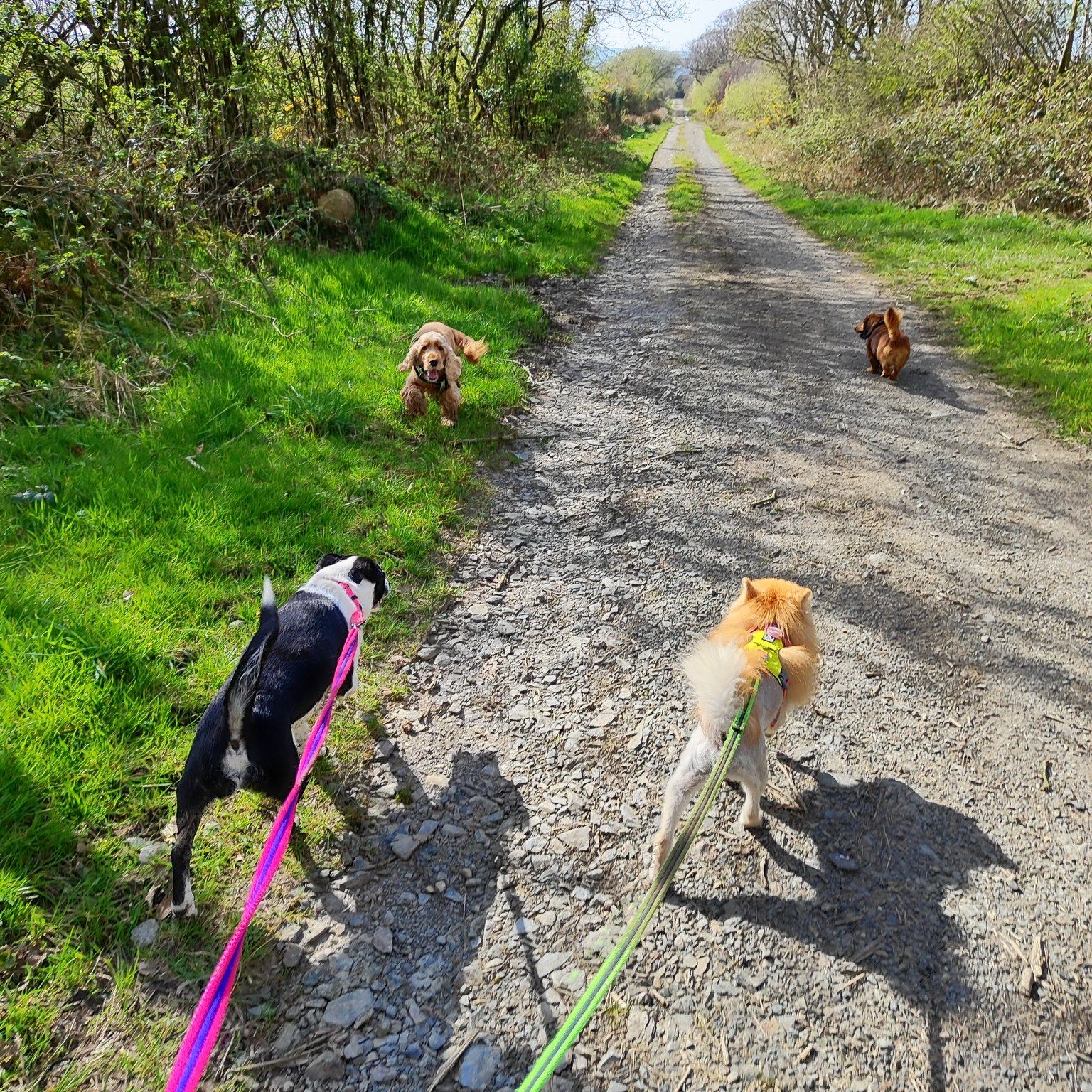 Maverick, Ted, Soka, Kevin and Honey π