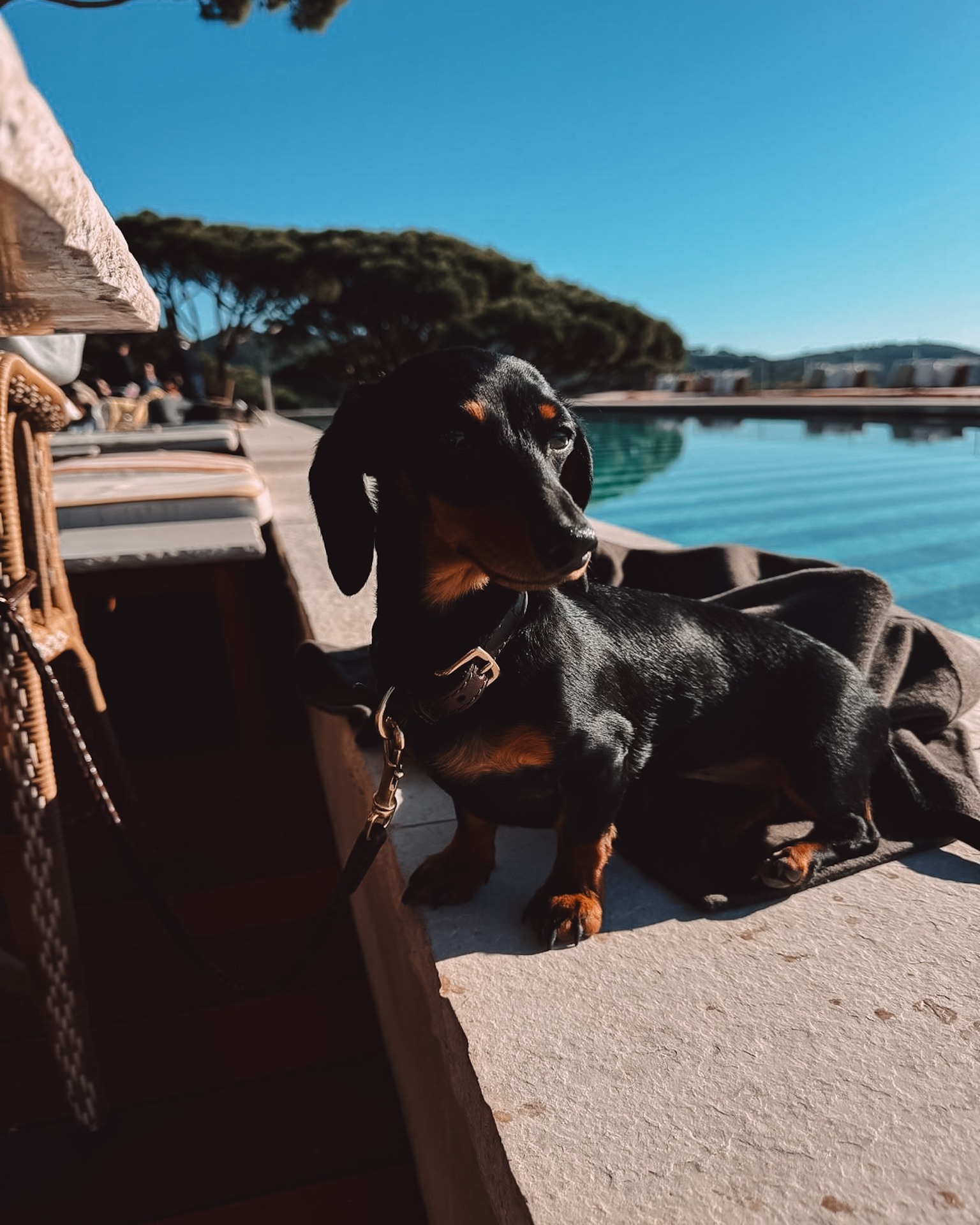 The cutest assistant Juul soaking up some vitamin D at Lily of the Valley 🌞
#LilyOfTheValley #FrenchRiviera #CotedAzur #LuxuryHospitality #HospitalityMarketing
