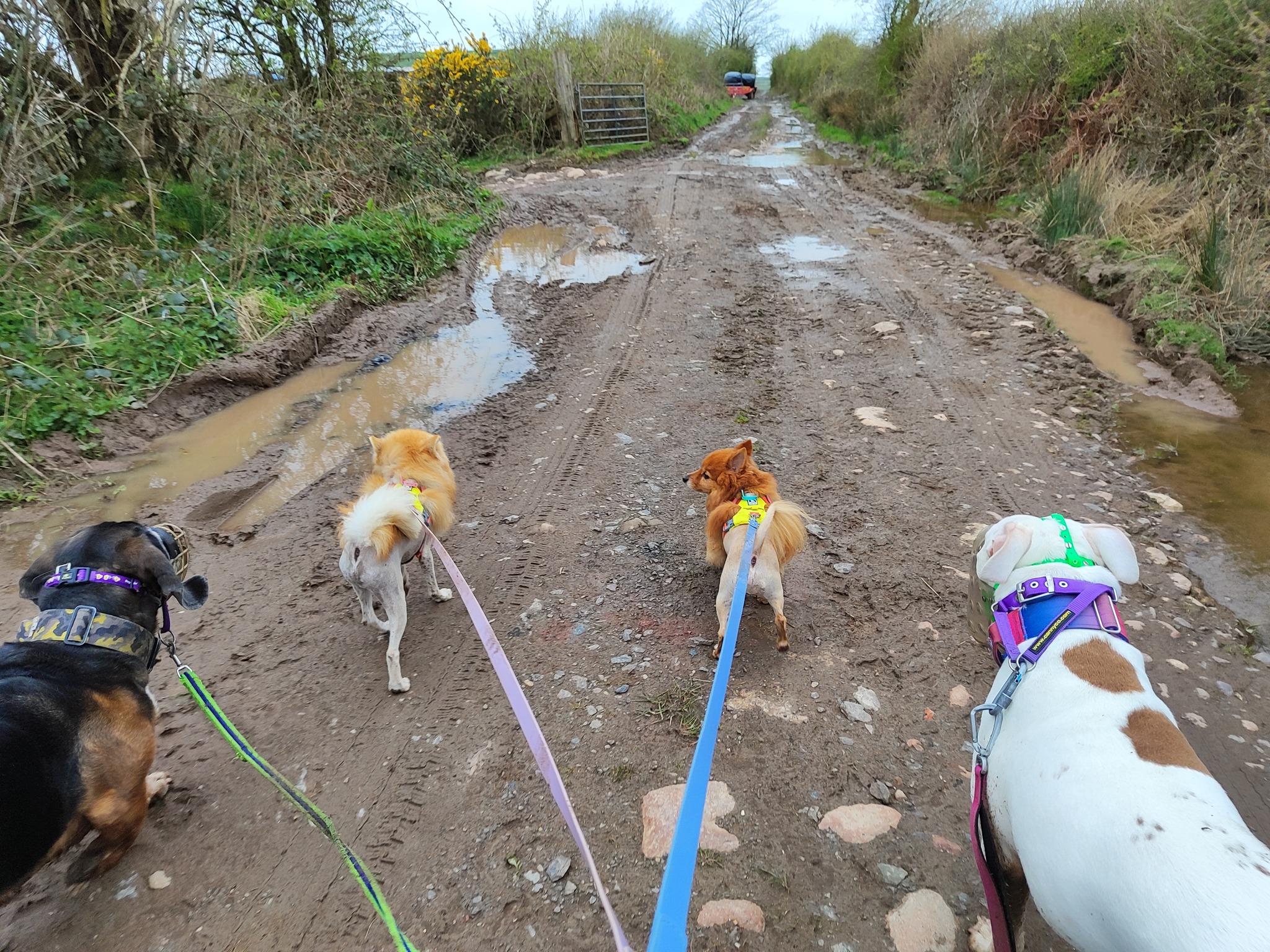 Jurgen, Minnie, Woody and Kevin πΎ