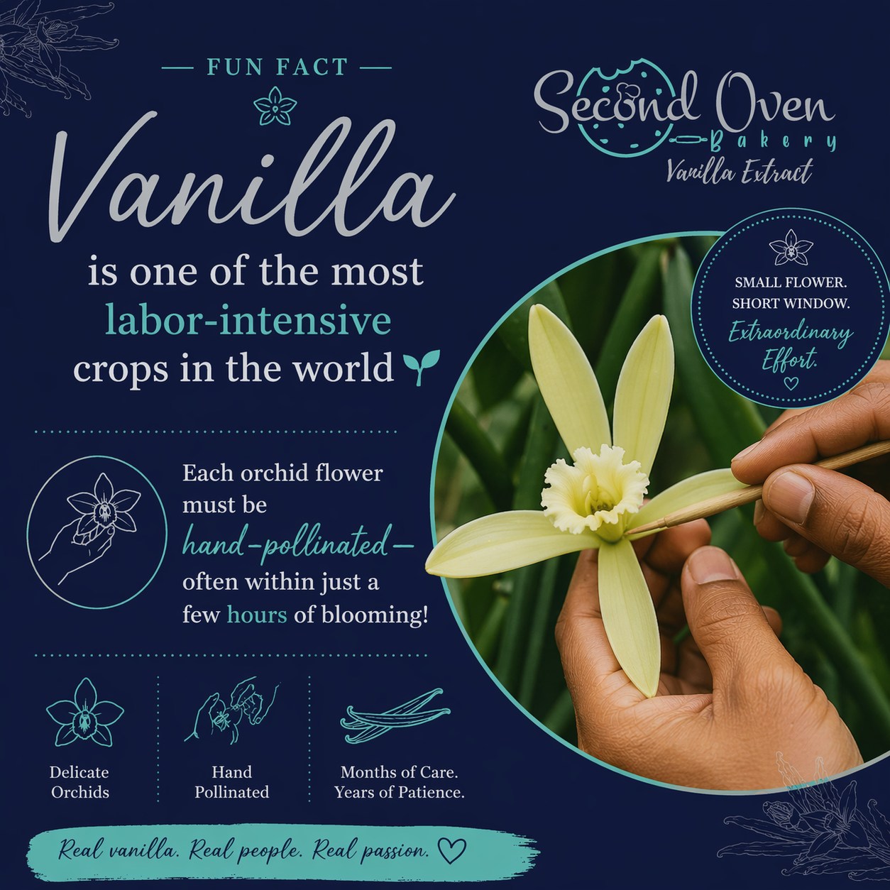 Did you know vanilla is one of the most labor-intensive crops in the world? 🌱
Each delicate orchid flower must be hand-pollinated—often within just a few hours of blooming. That’s why every bottle of pure vanilla is truly something special.
At Second Oven, we honor that process by sourcing high-quality beans and crafting every batch with care 💙
#VanillaFacts #RealVanilla #SmallBatch #VanillaLove #BakingFromScratch #SupportSmallBusiness #SecondOvenBakery