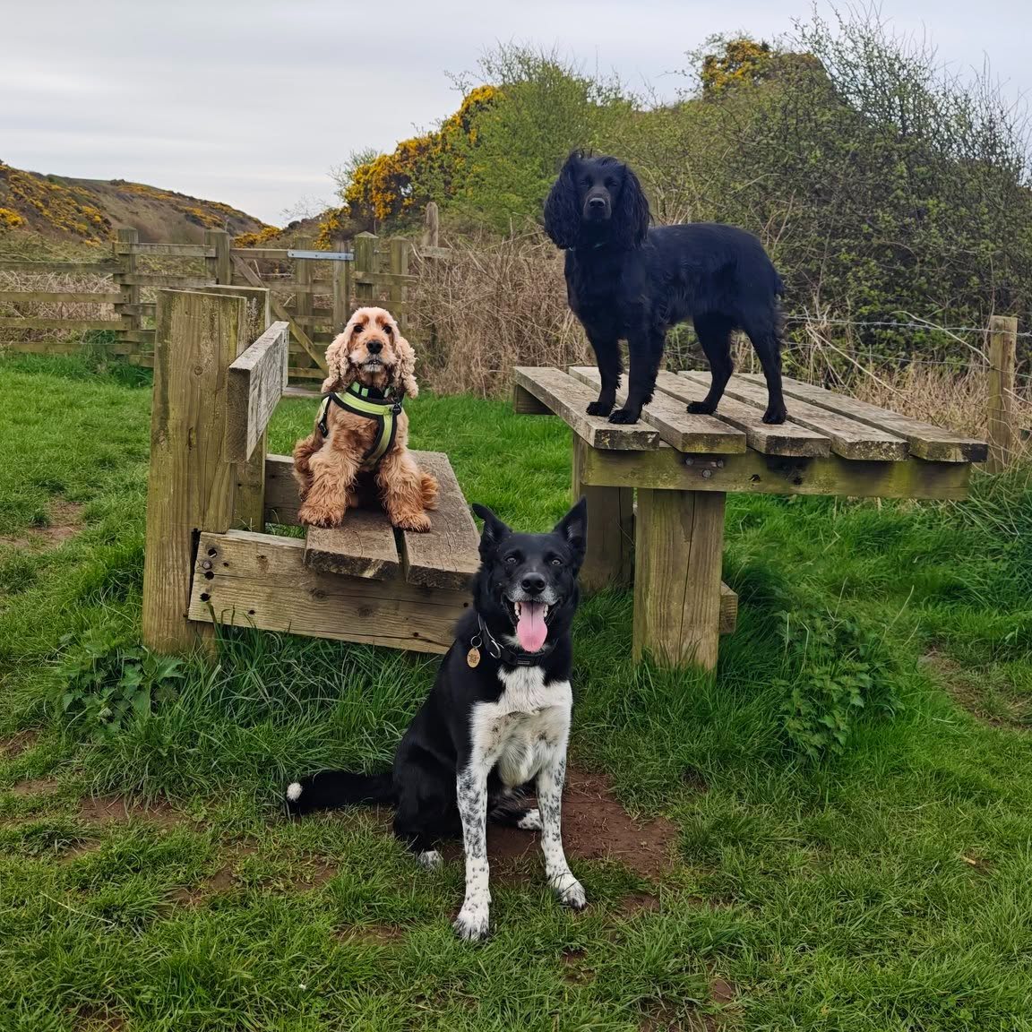 Fizz, Maverick and Ronnie π₯°