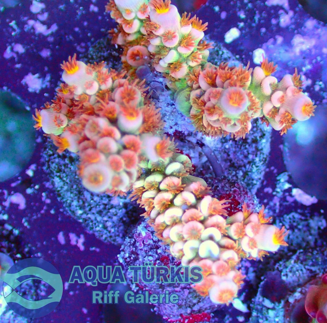 #tropicmarintanks
Amazing coral from @aquatuerkis 💗
Show us your corals!
#tropicmarintanks #tropicmarin #tropic_marin
#eatsleepreef #allmymoneygoestocoral #reefporn #coralporn #reefaholics #aquarium #saltwateraquarium #nanoreef #reeftanks #euroreefers #reef2reef #reefers4reefers #vitaminsea #seafari
@tropicmarinusa @tropic_marin_br @tropic_marinarg @tropicmarinperu @aquarium_planet_cr @scireef @aqua.united.gmbh