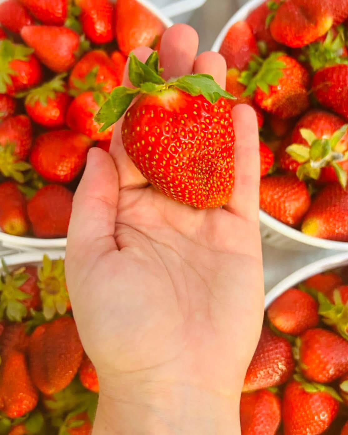 It’s almost🍓⏰! We can’t wait to debut our Seasonal Strawberry Salad & Summer Vegetable Salad tomorrow Tuesday 4/21!
#strawberry #salad #gvltoday #greenville360 #upstatefoodie