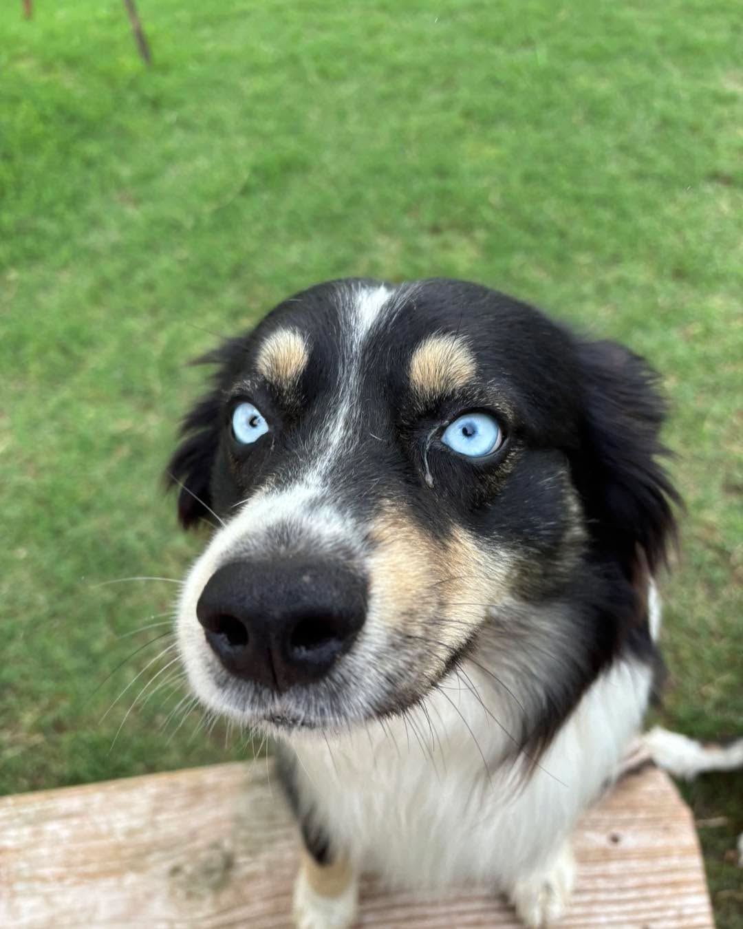 Two duo pairs, double the chaos, double the charm.
Cash & Harley
Bear & Nala
Way too much cuteness for one boarding stay!🖤🖤🤎🖤